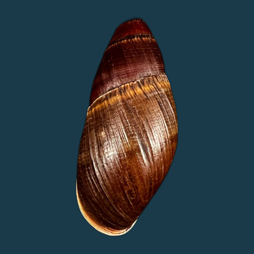 copia-de-thaumastus-foveolatus-reeve-1849-69-7mm