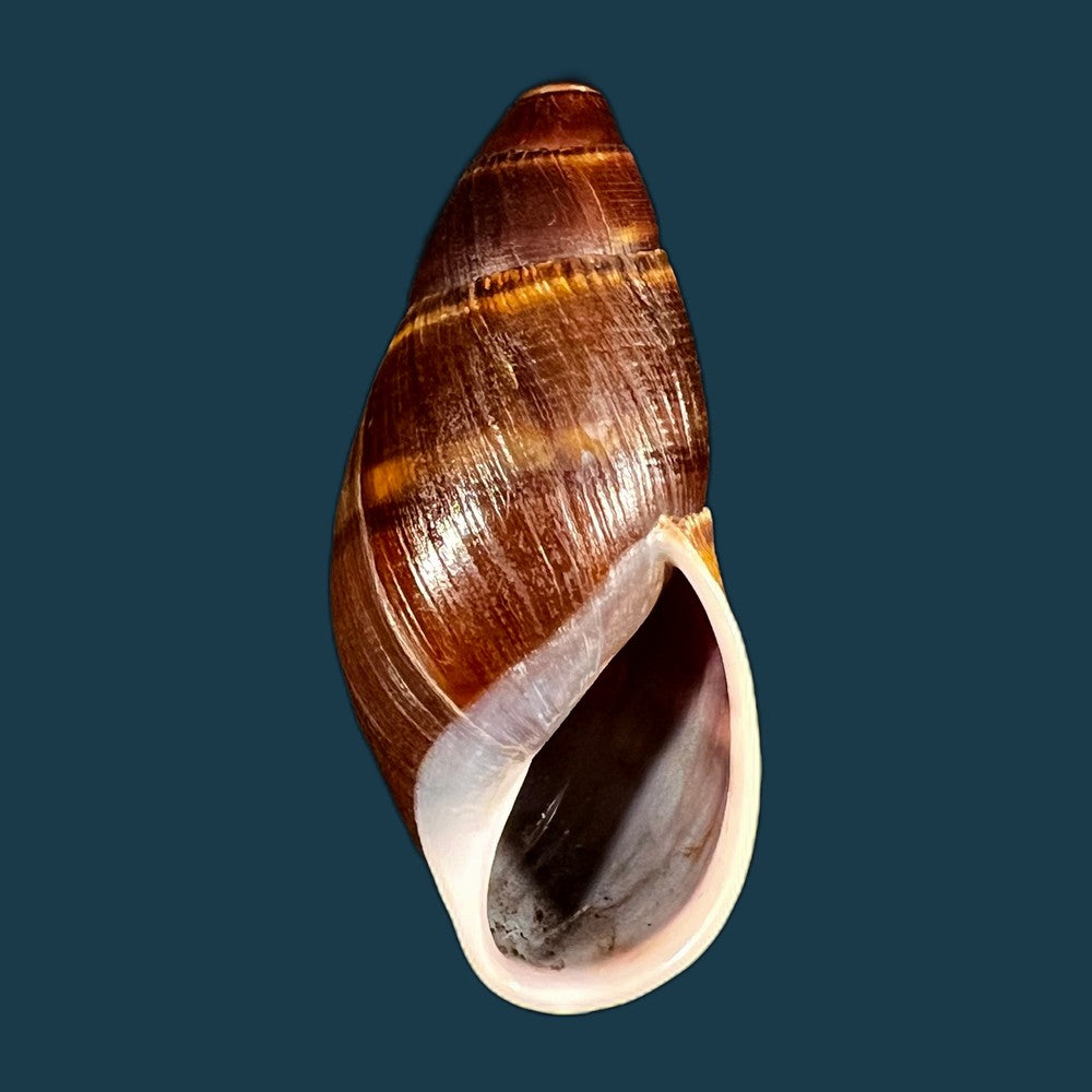 copia-de-thaumastus-foveolatus-reeve-1849-69-7mm
