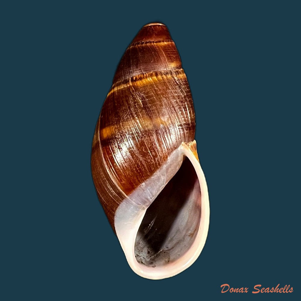 copia-de-thaumastus-foveolatus-reeve-1849-69-7mm