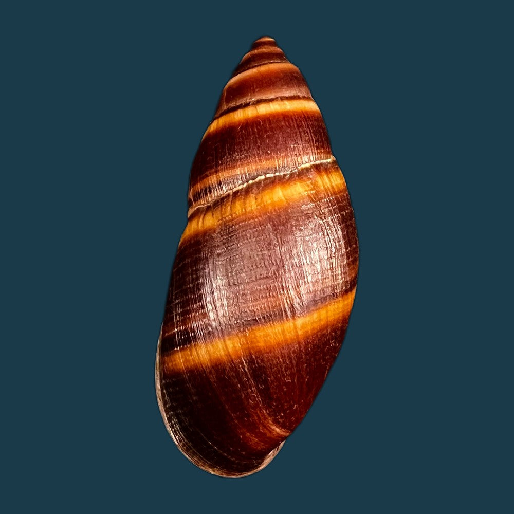 copia-de-thaumastus-robertsi-satipoensis-pilsbry-1944-76-3