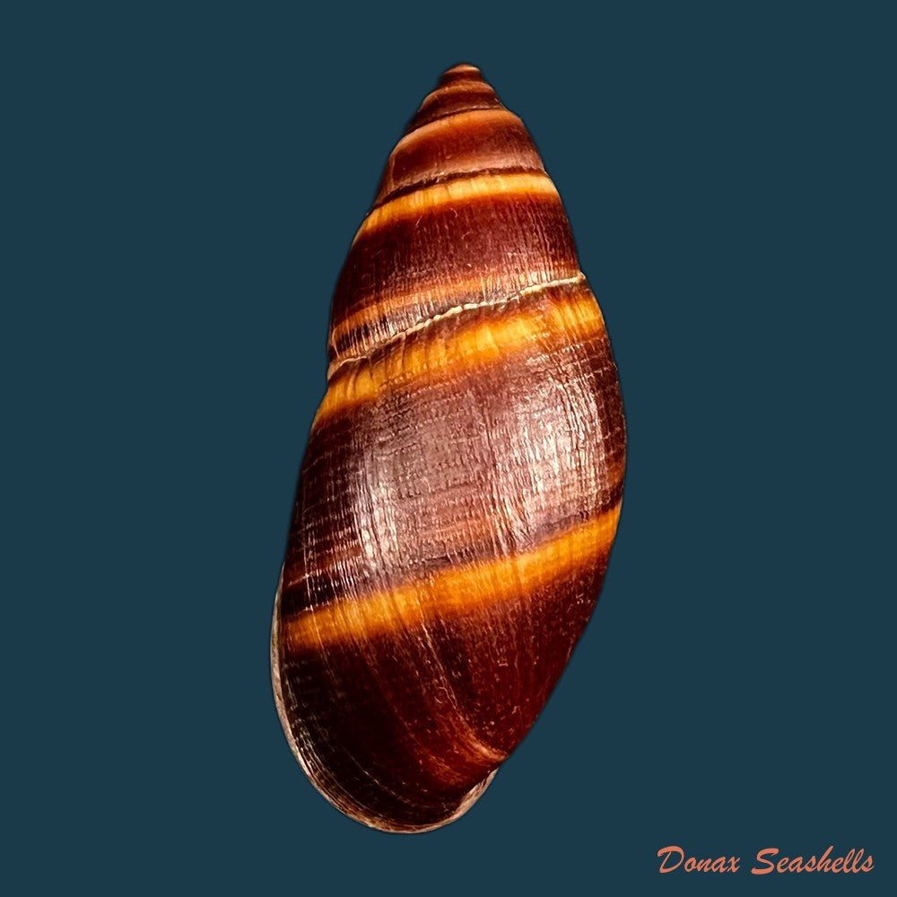 copia-de-thaumastus-robertsi-satipoensis-pilsbry-1944-76-3