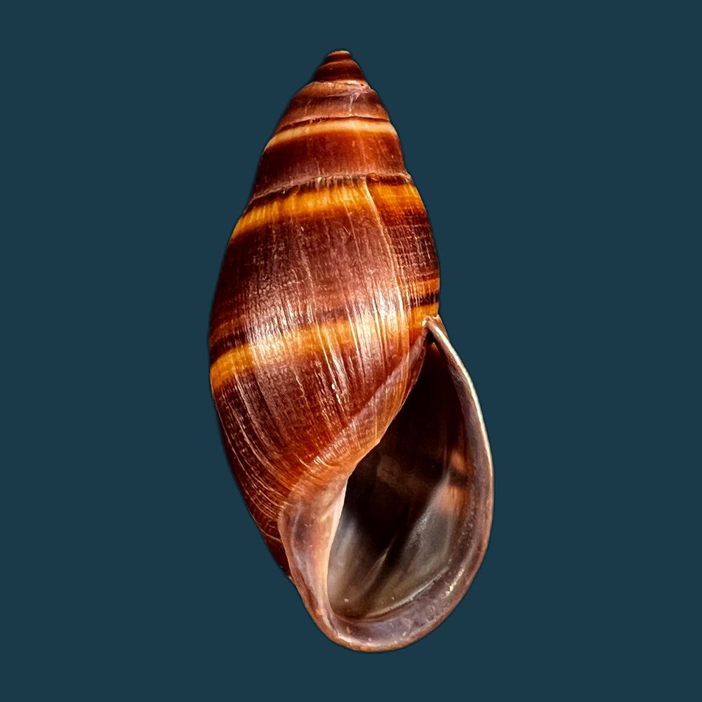 copia-de-thaumastus-robertsi-satipoensis-pilsbry-1944-76-3