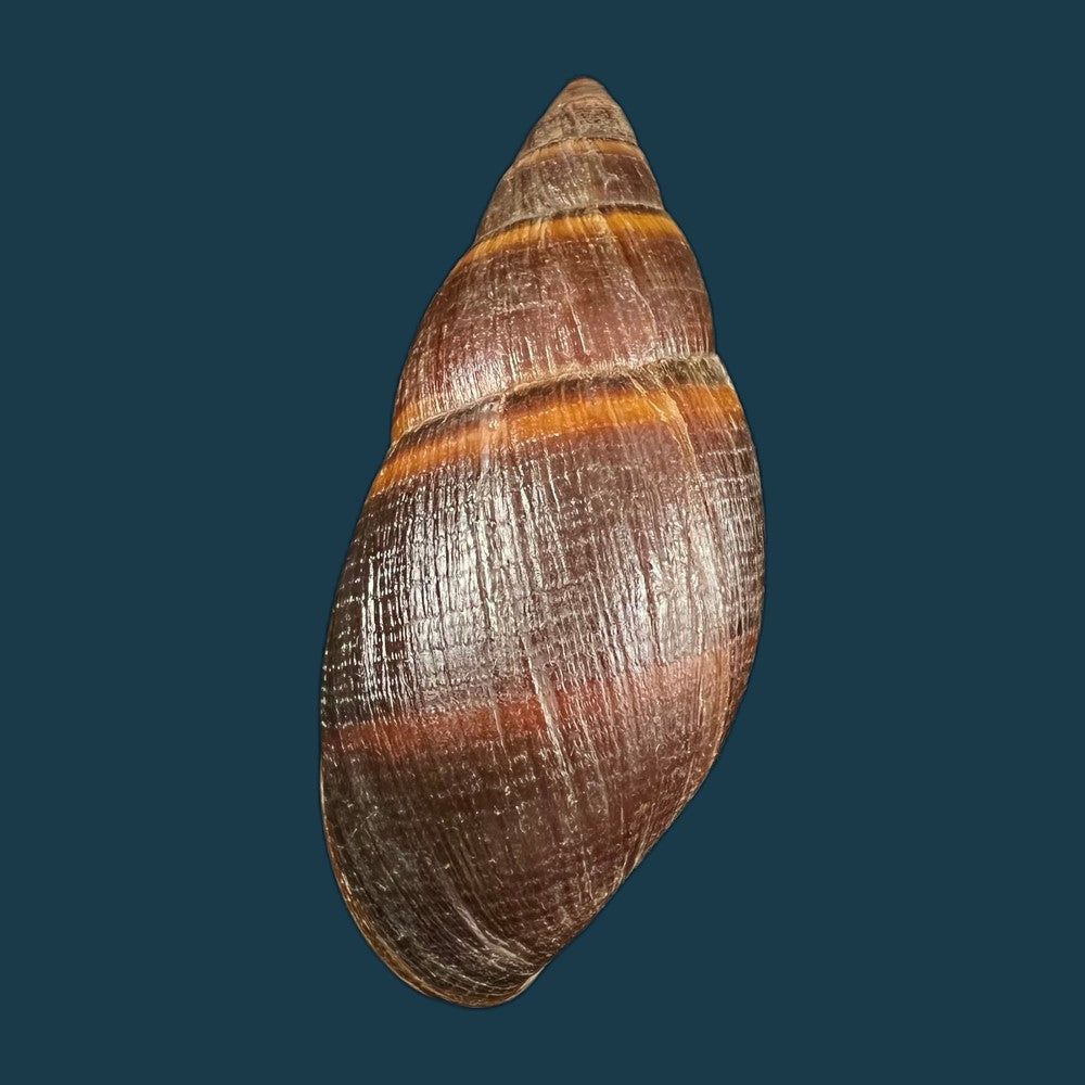 copia-de-thaumastus-sangoae-tschudi-in-troschel-1852-83-4mm