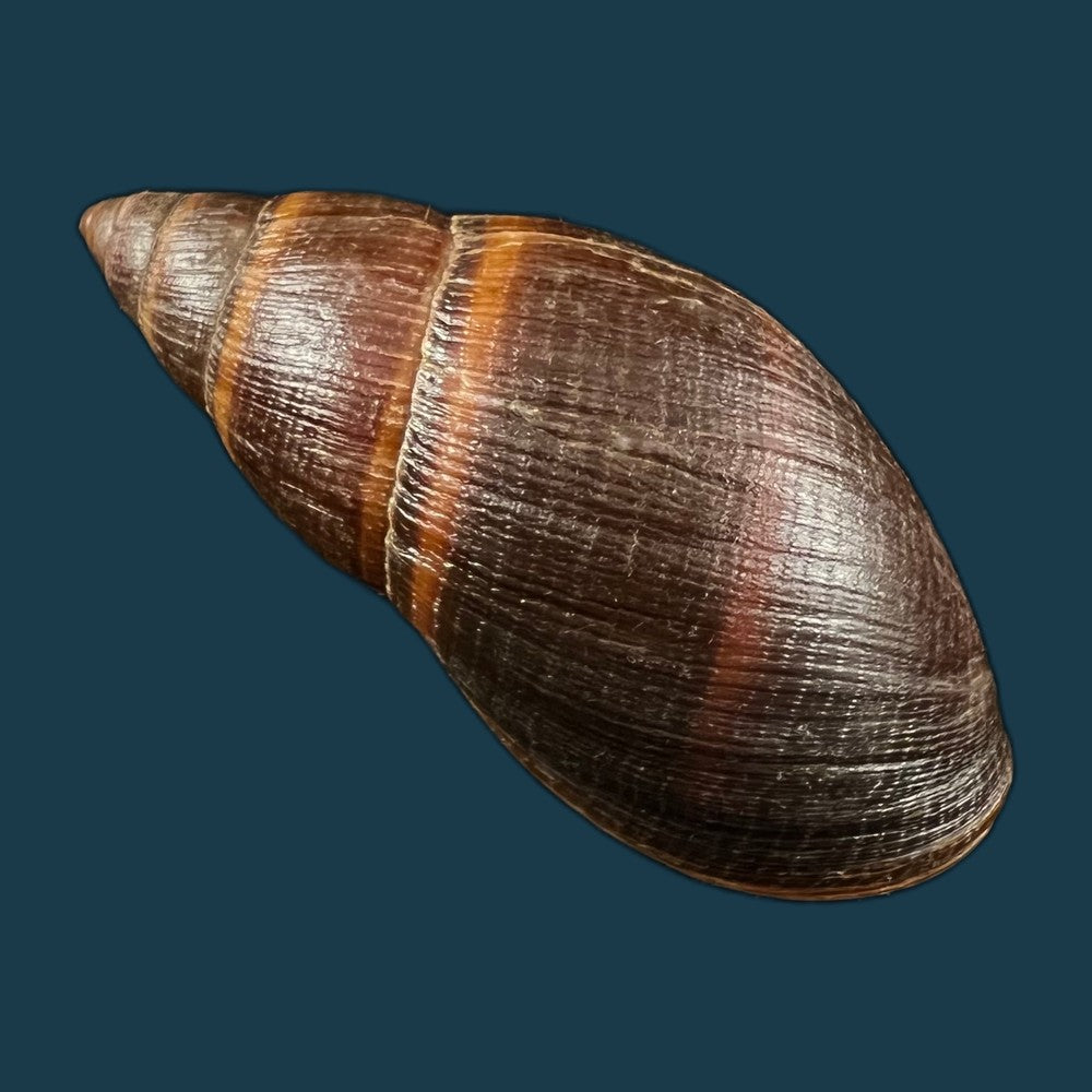copia-de-thaumastus-sangoae-tschudi-in-troschel-1852-83-4mm