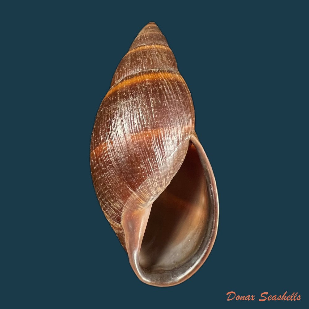 copia-de-thaumastus-sangoae-tschudi-in-troschel-1852-83-4mm