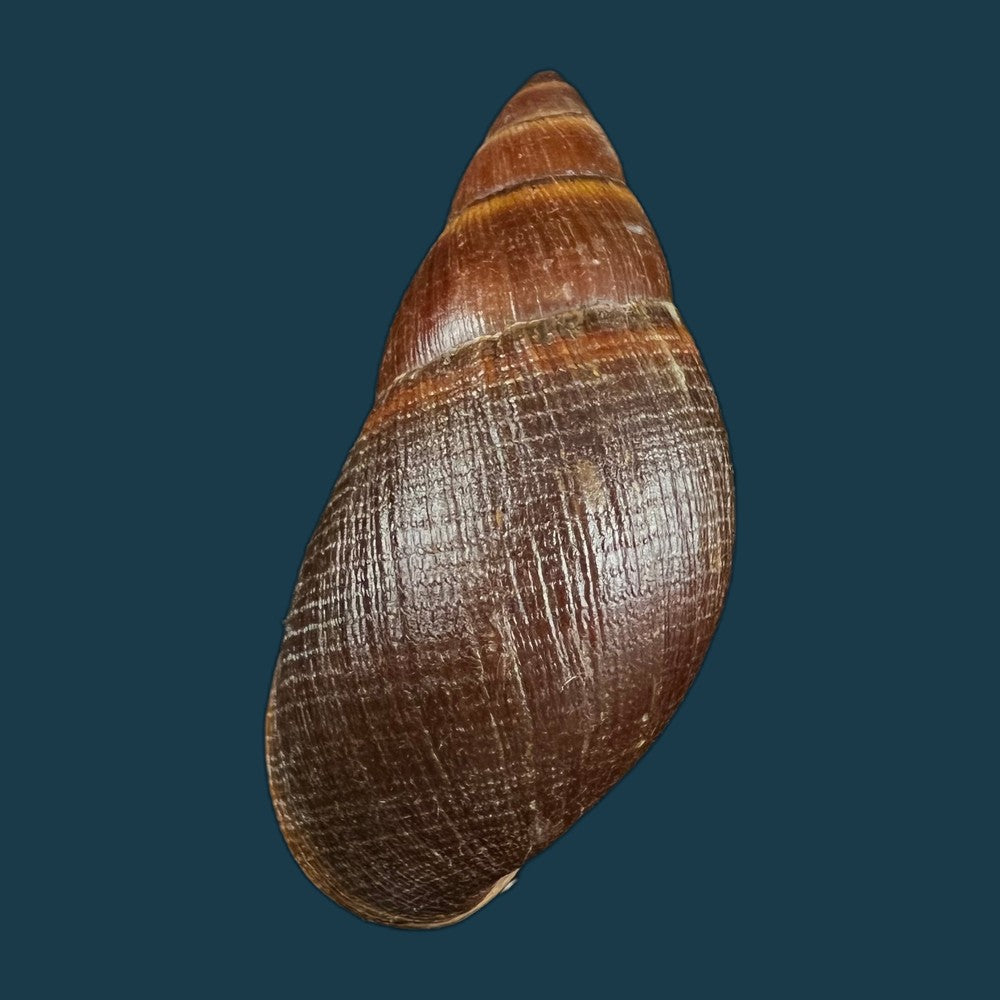 copia-de-thaumastus-sangoae-tschudi-in-troschel-1852-98-9mm