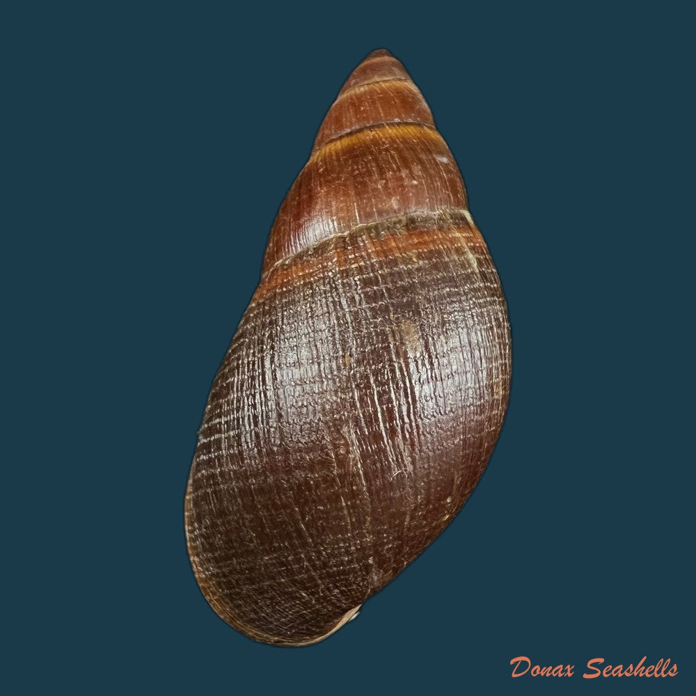 copia-de-thaumastus-sangoae-tschudi-in-troschel-1852-98-9mm
