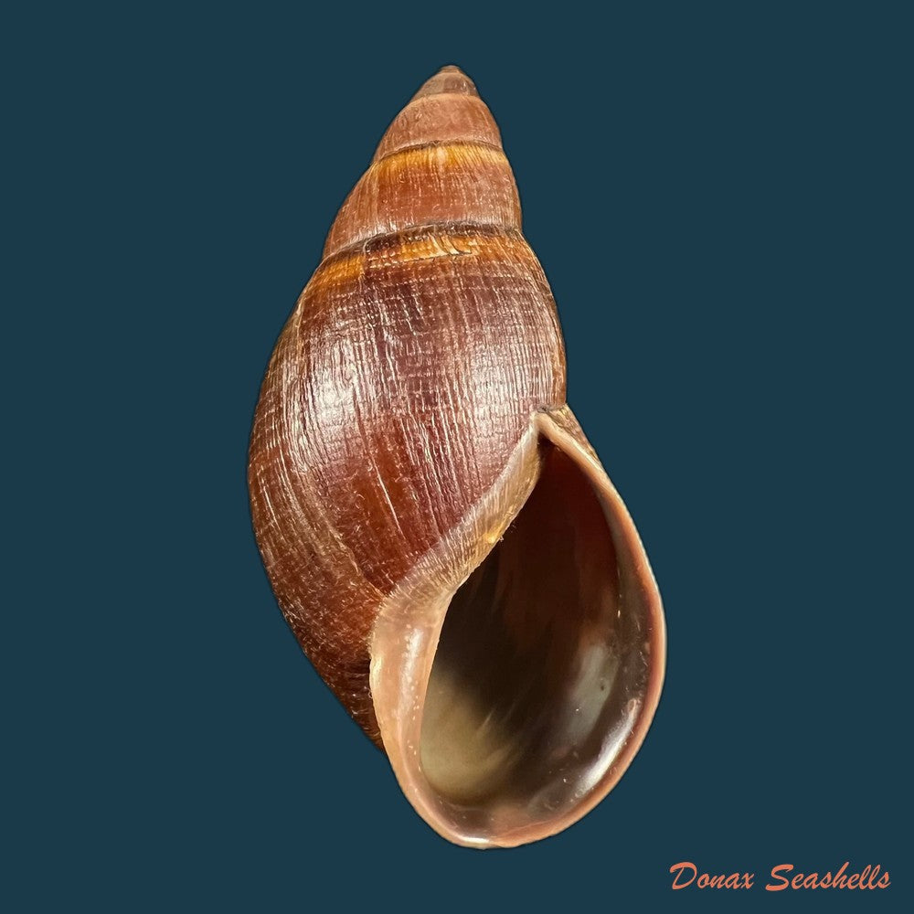 copia-de-thaumastus-sangoae-tschudi-in-troschel-1852-98-9mm