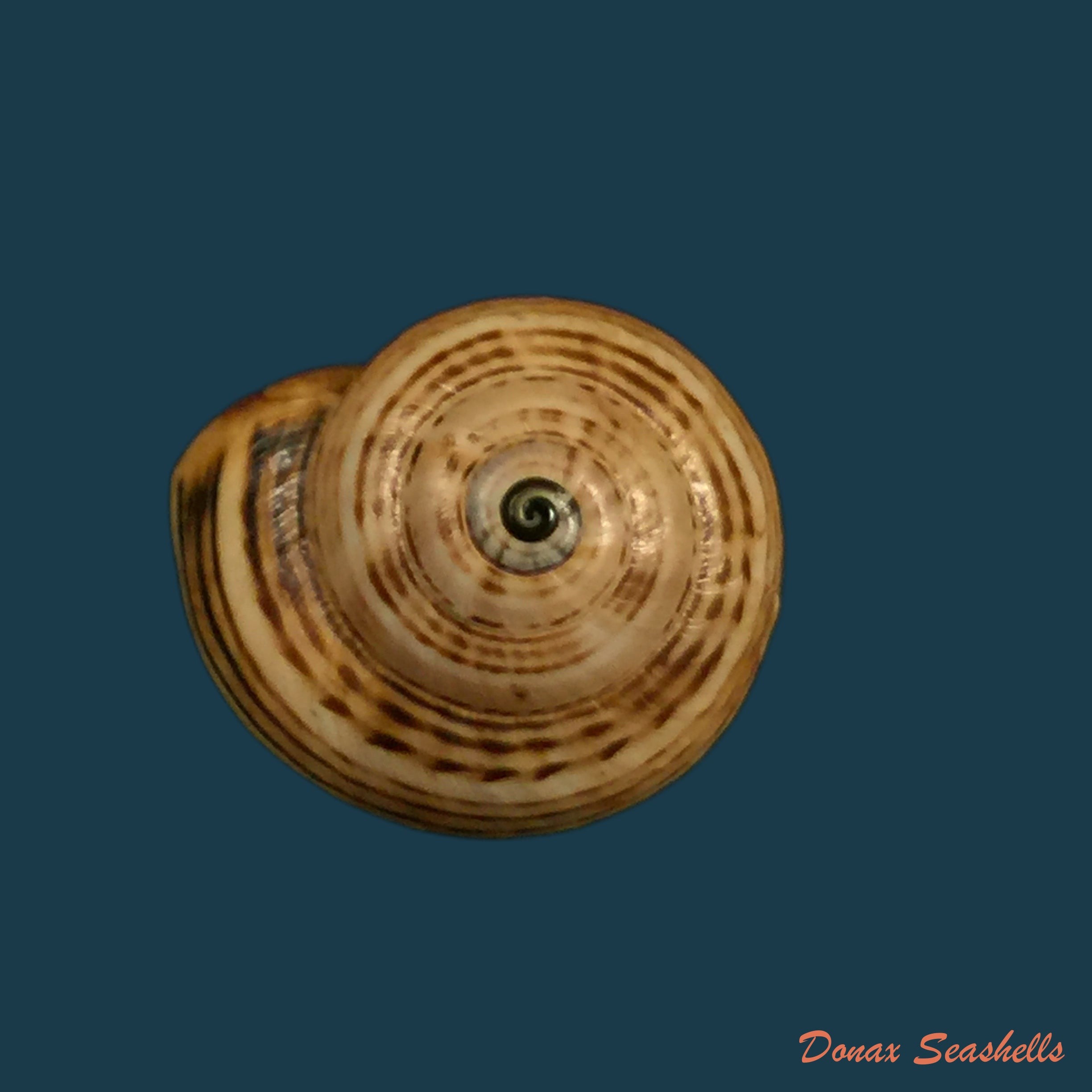 copia-de-theba-pisana-o-f-muller-1774-17mm-1