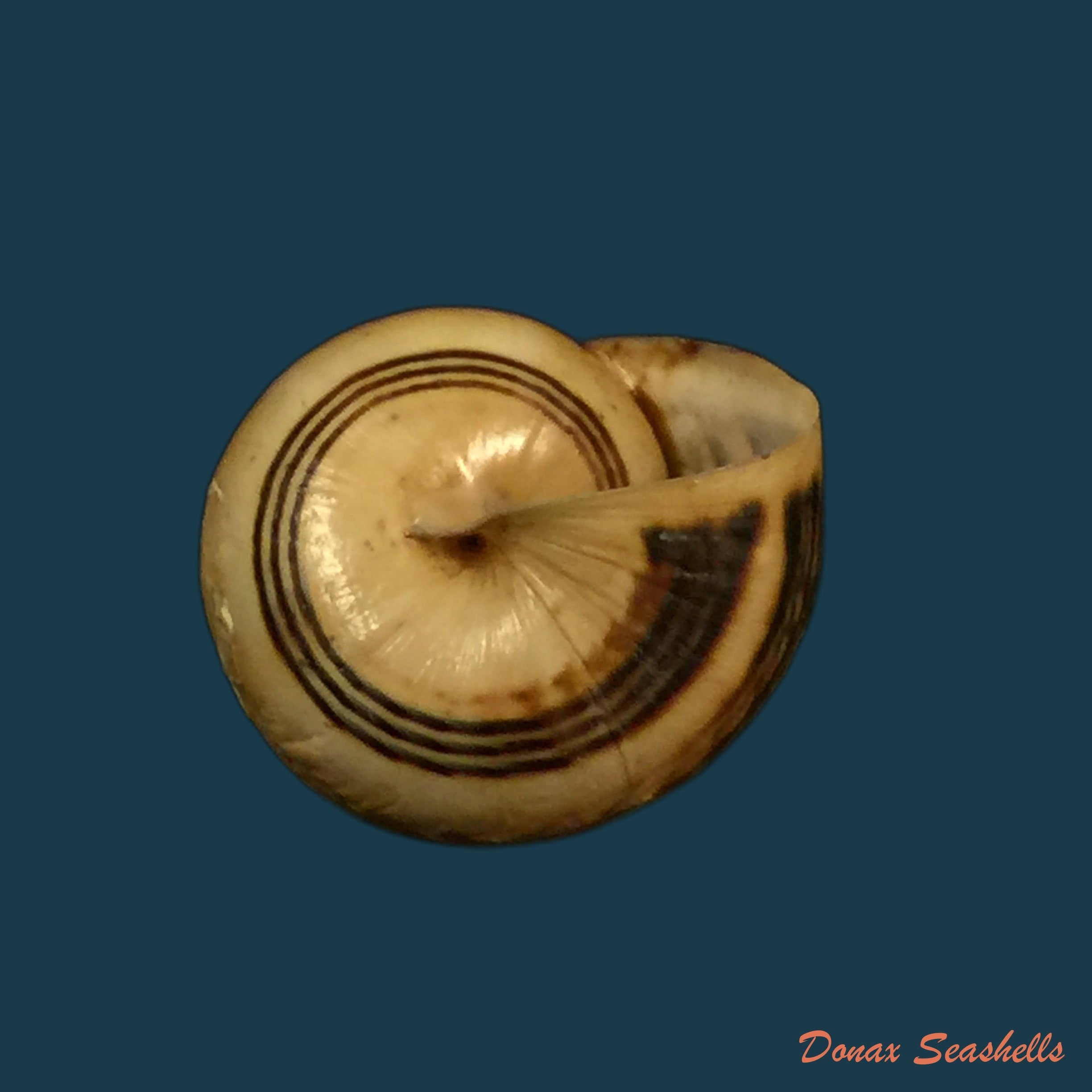 copia-de-theba-pisana-o-f-muller-1774-17mm-1