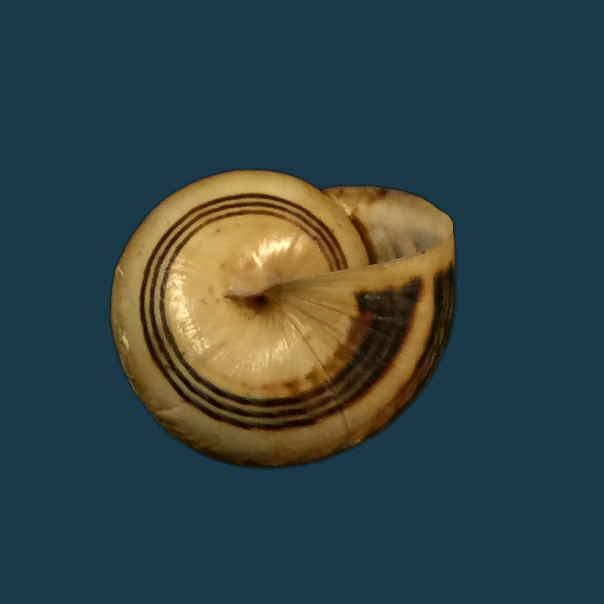Theba pisana (穆勒, 1774) - 18,3毫米