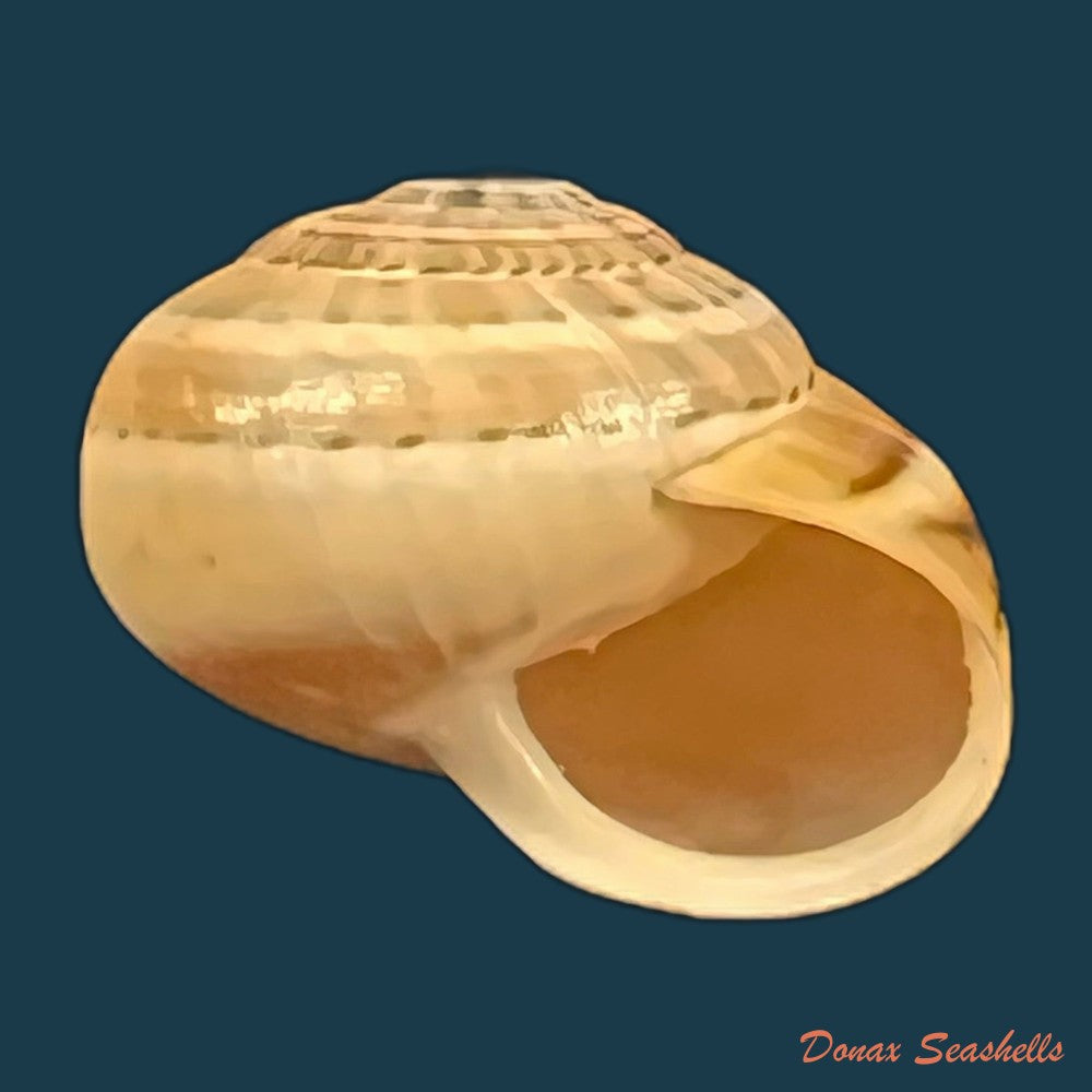 copia-de-theba-pisana-o-f-muller-1774-18-3mm-1