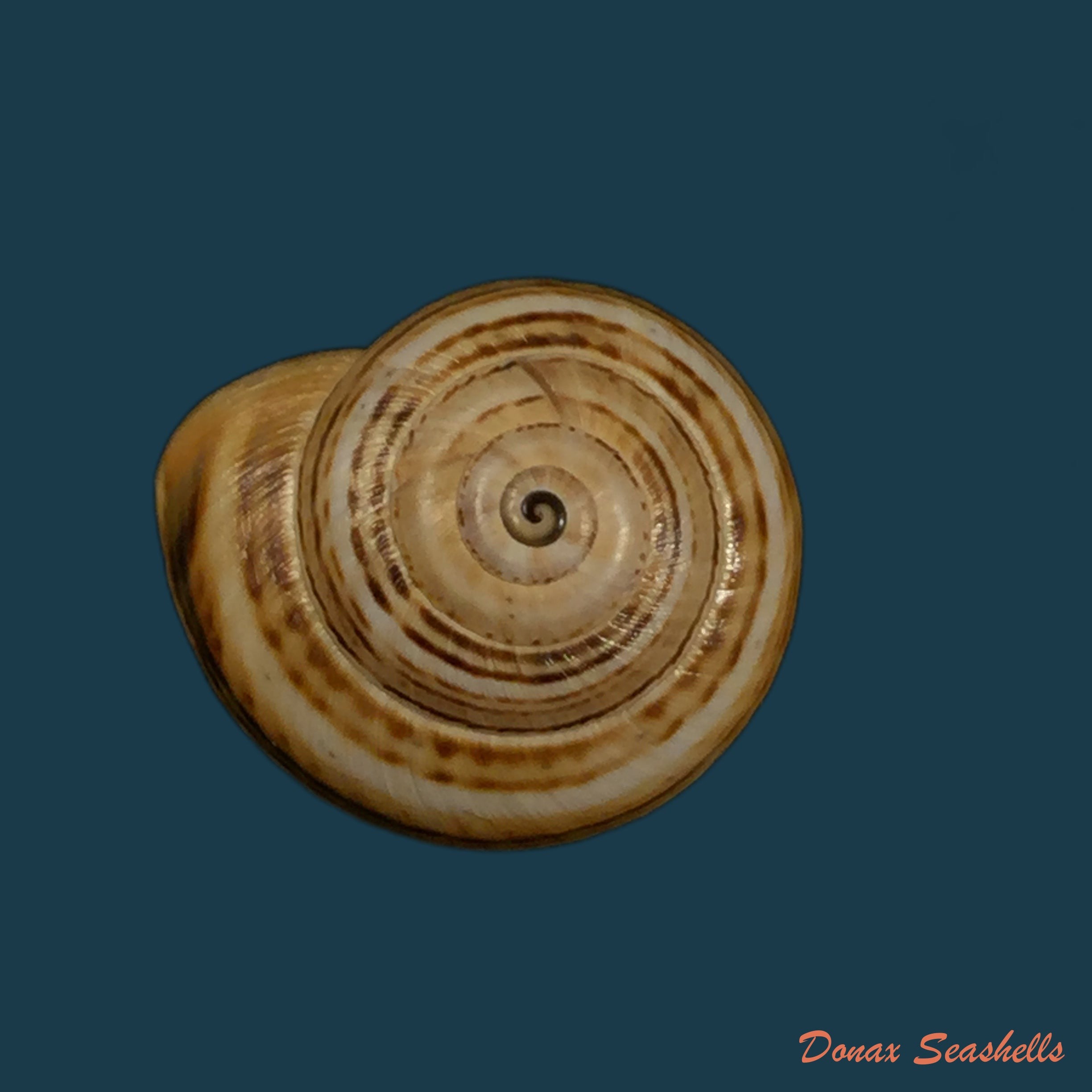 copia-de-theba-pisana-o-f-muller-1774-18-3mm