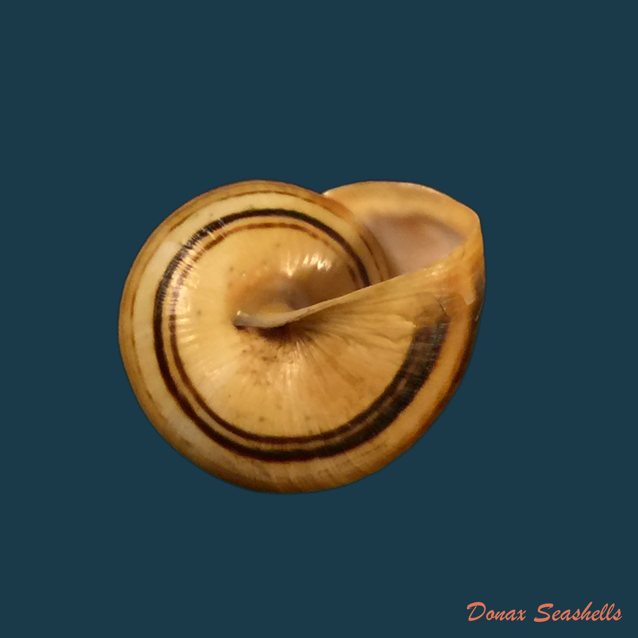 copia-de-theba-pisana-o-f-muller-1774-18-3mm