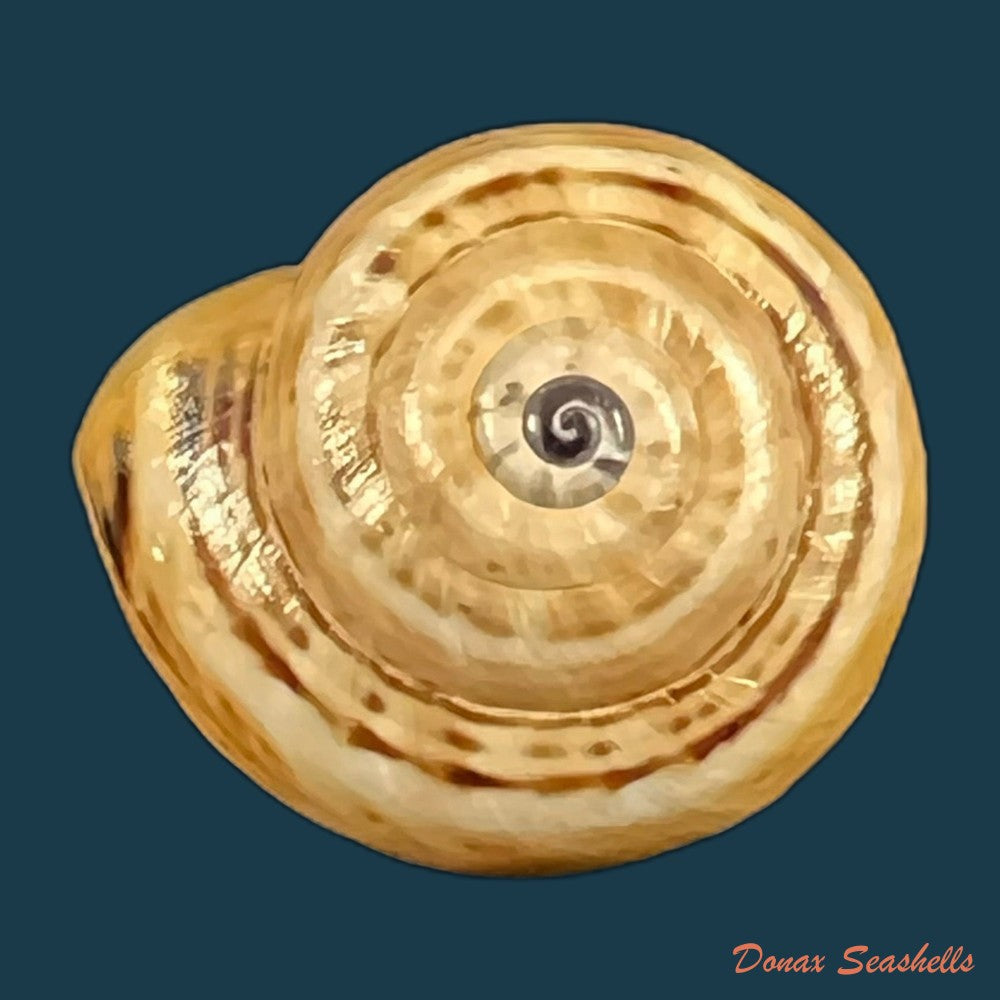 copia-de-theba-pisana-o-f-muller-1774-20-1mm