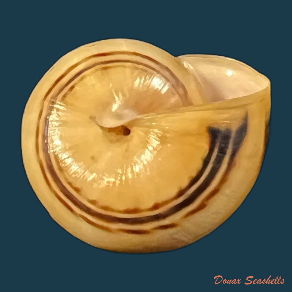 copia-de-theba-pisana-o-f-muller-1774-20-1mm