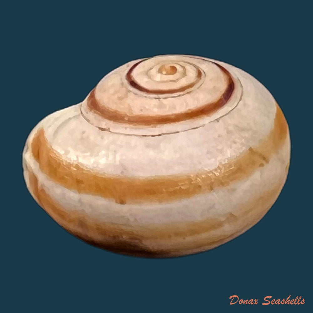 copia-de-theba-subdentata-ferussac-1821-19-2mm-1