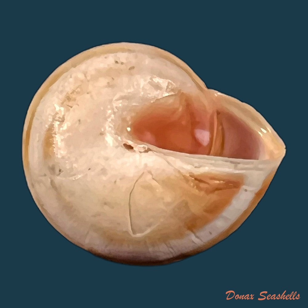 copia-de-theba-subdentata-ferussac-1821-19-2mm-1