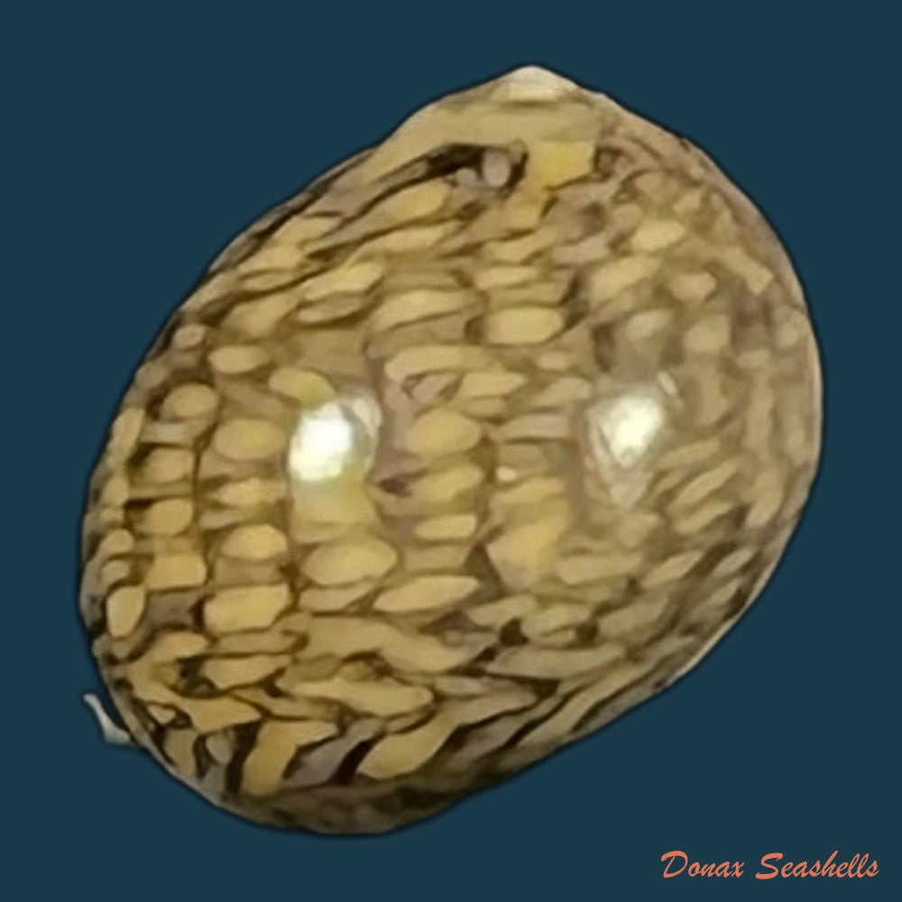 copia-de-theodoxus-luteostoma-miller-1879-7-5mm-1