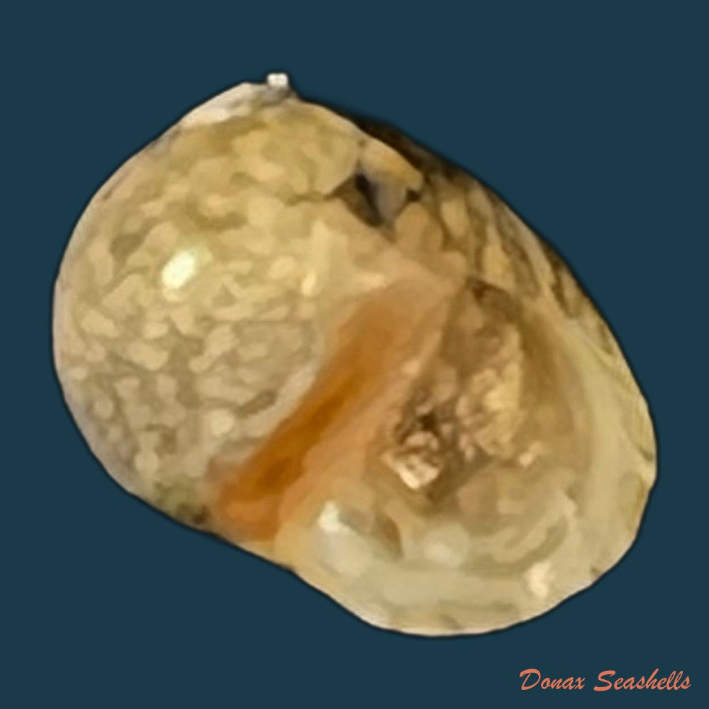 copia-de-theodoxus-luteostoma-miller-1879-7-5mm-1