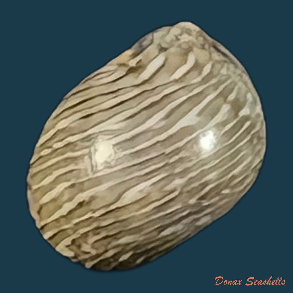 copia-de-theodoxus-luteostoma-miller-1879-7mm