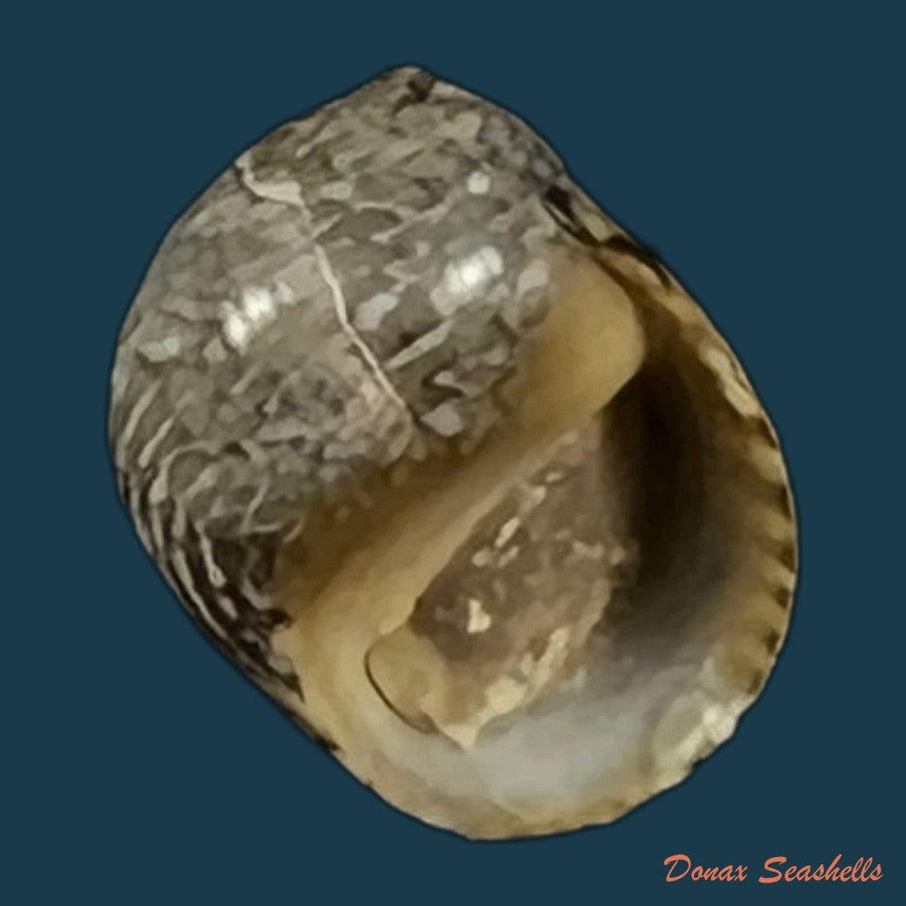 copia-de-theodoxus-luteostoma-miller-1879-7mm