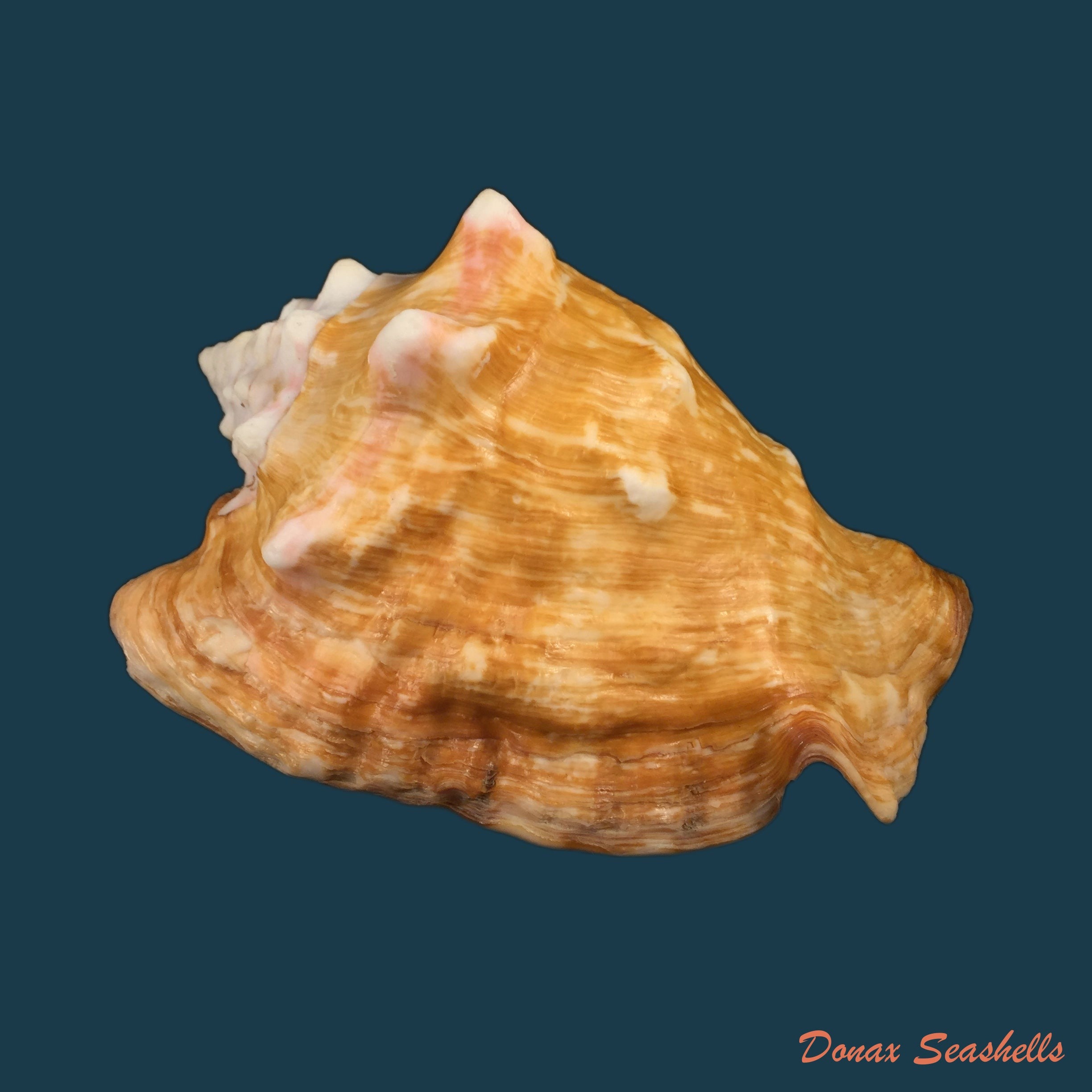 copia-de-thetystrombus-latus-gmelin-1791-128mm