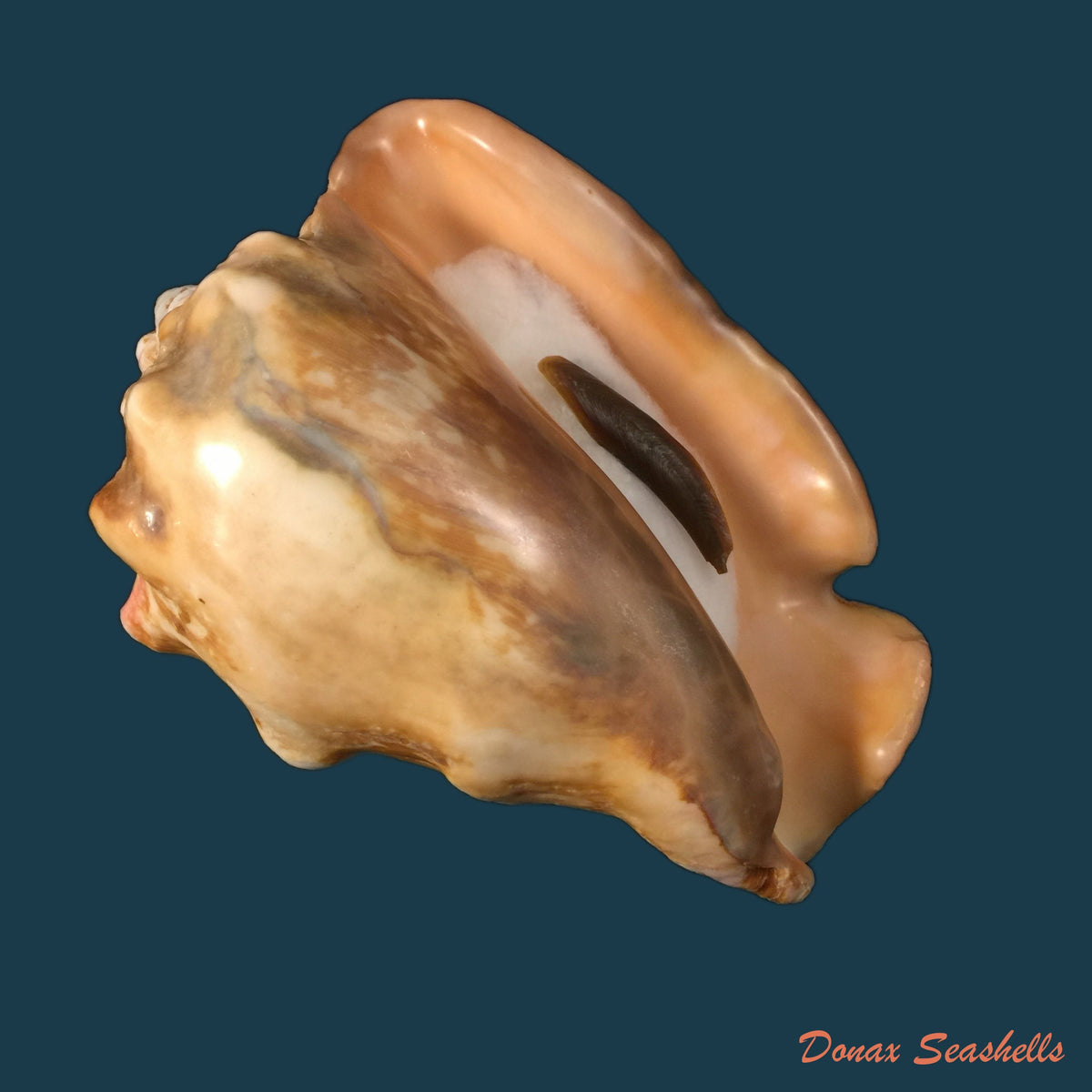 copia-de-thetystrombus-latus-gmelin-1791-128mm