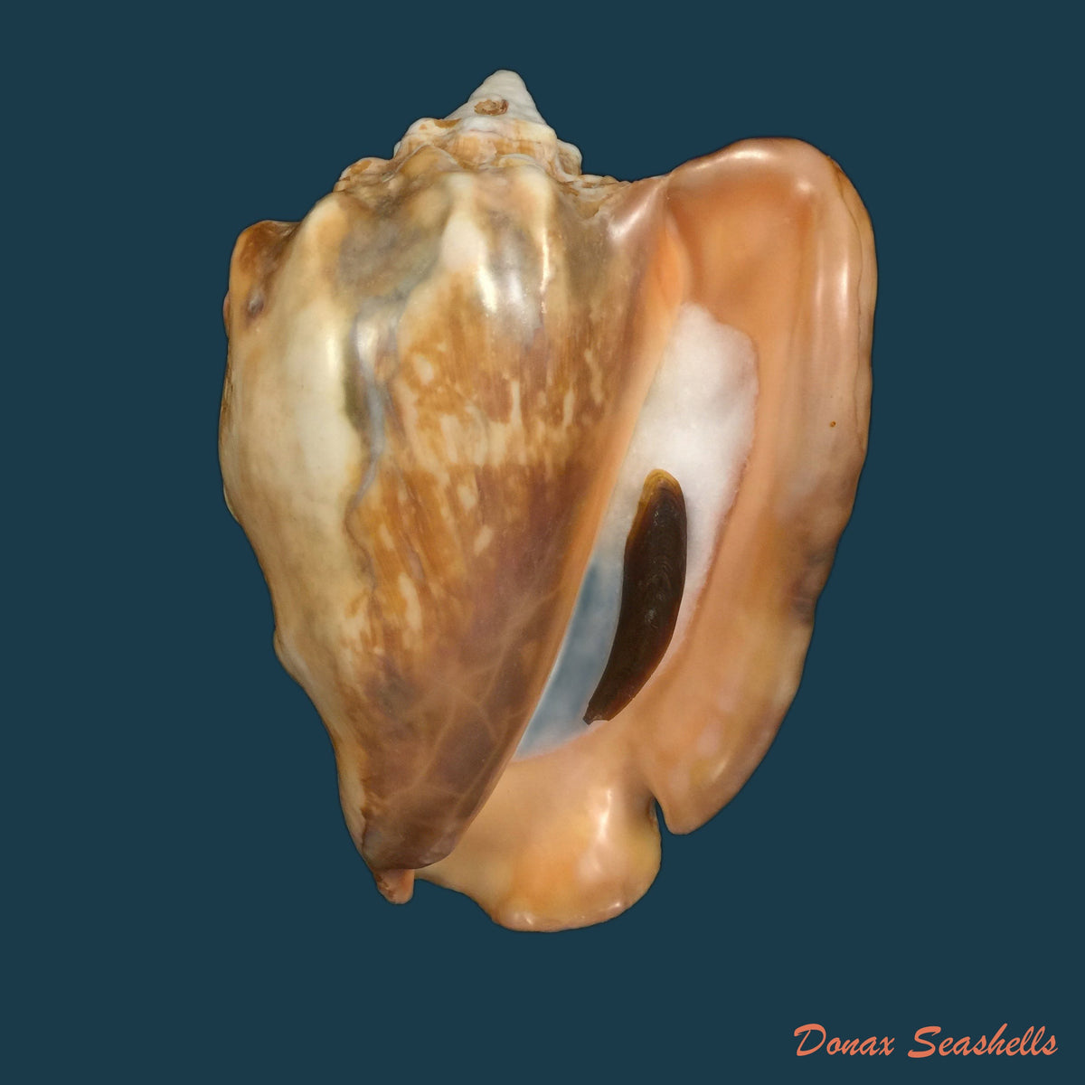 copia-de-thetystrombus-latus-gmelin-1791-128mm
