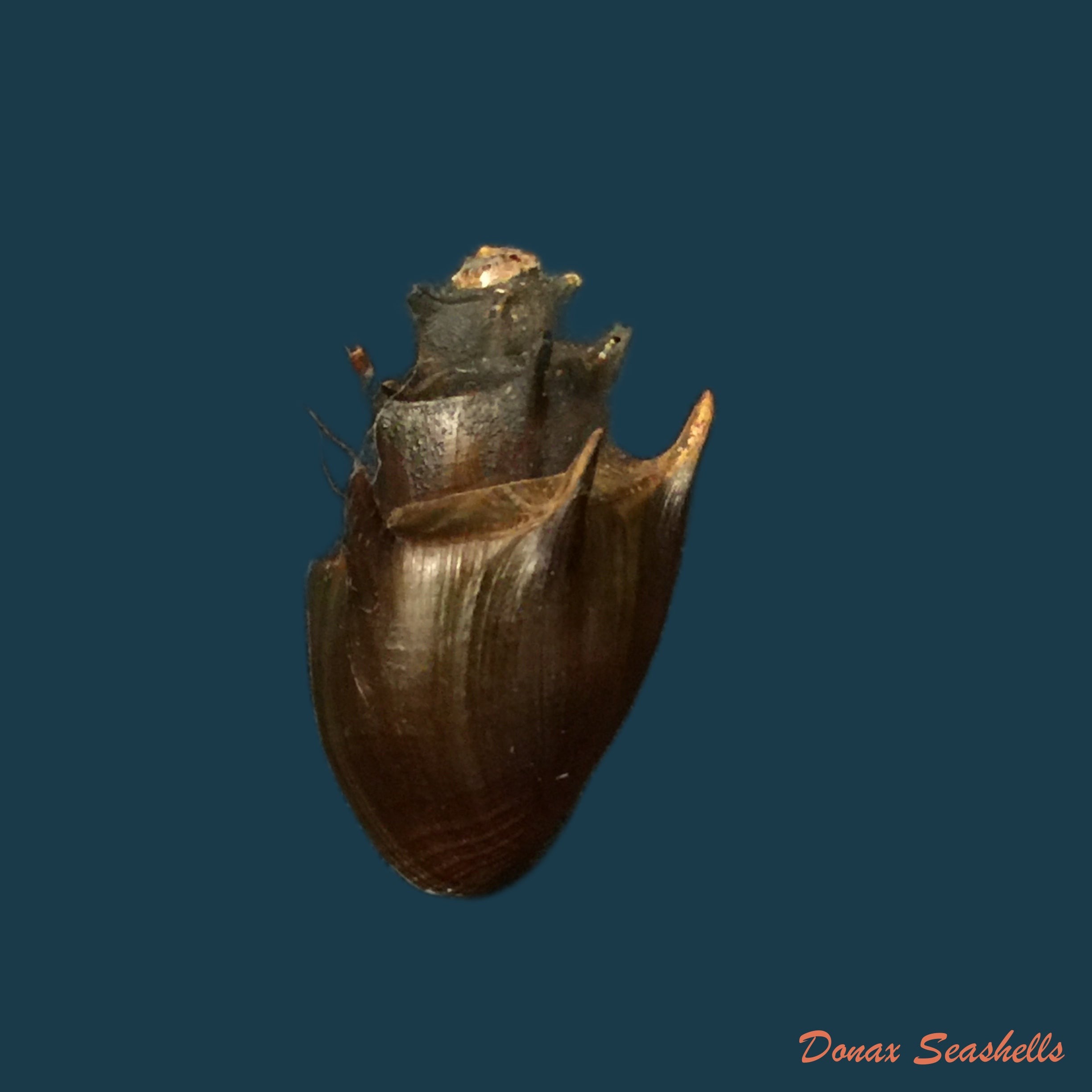 copia-de-thiara-cornuta-lea-1850-30-2mm