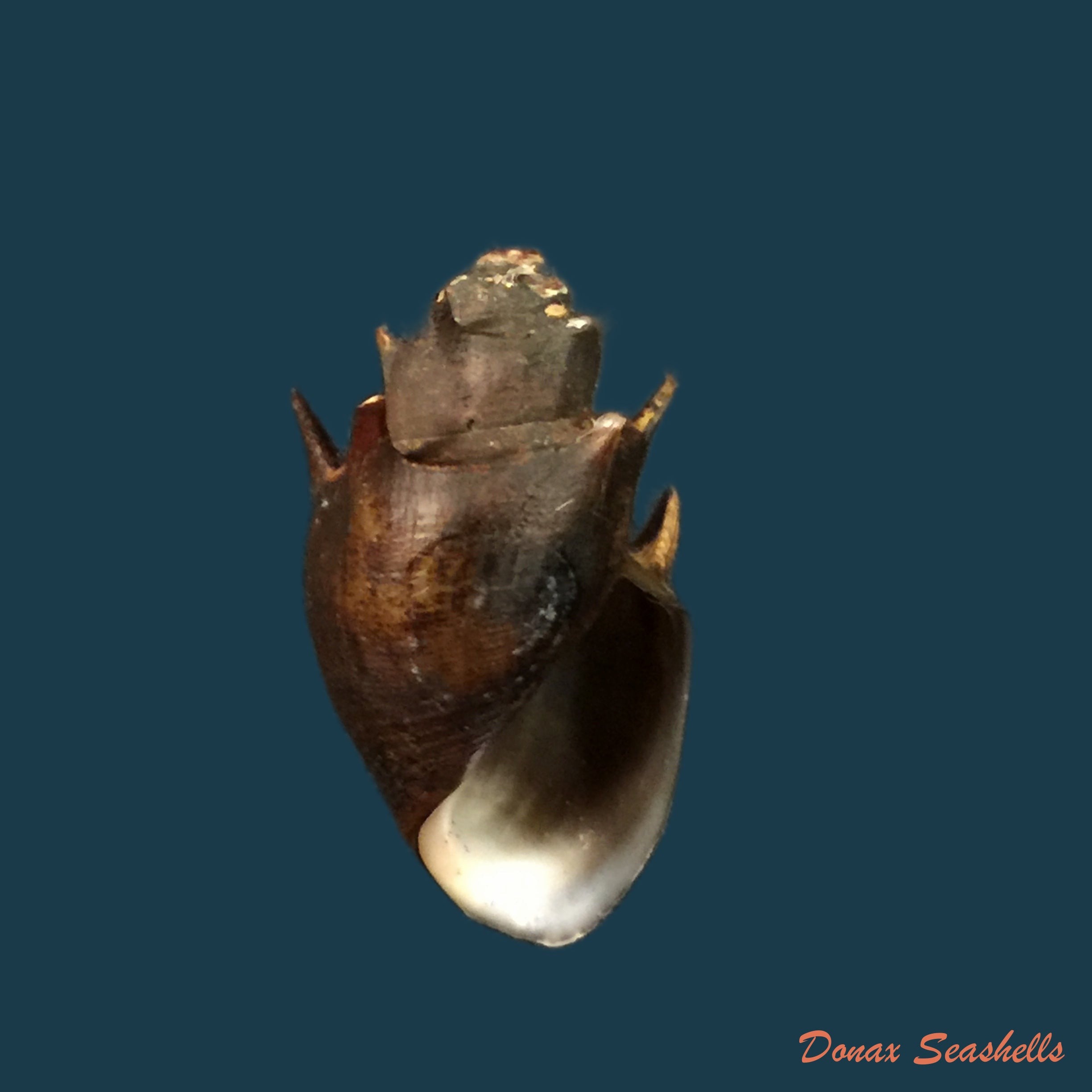 copia-de-thiara-cornuta-lea-1850-30-2mm