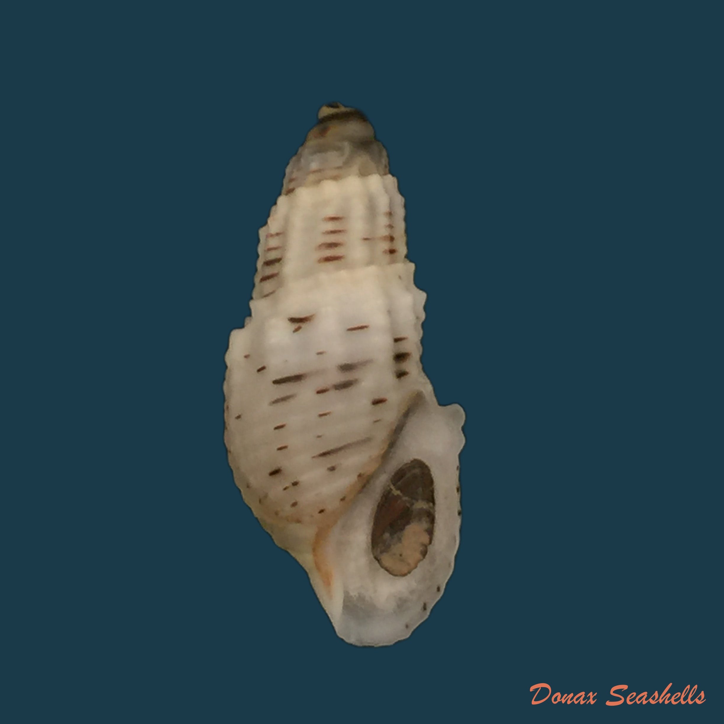 copia-de-thiara-mirifica-a-adams-1853