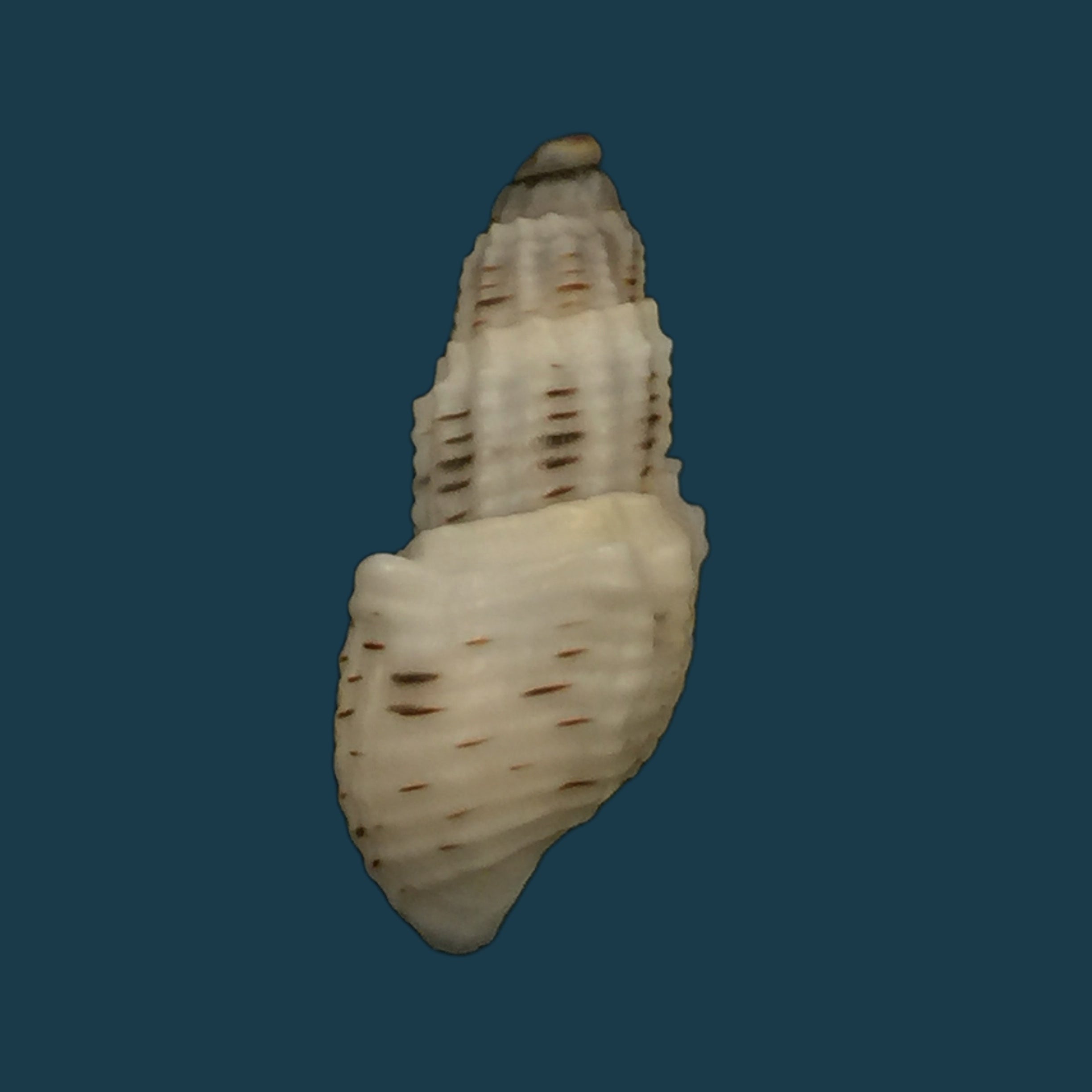 Aylacostoma tuberculata Wagner, 1827 - 29,9毫米