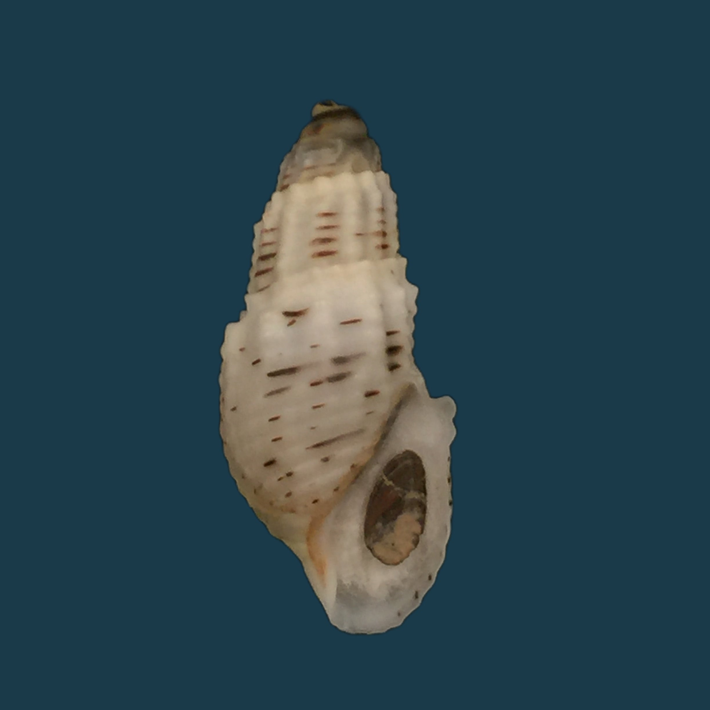 Aylacostoma tuberculata Wagner, 1827 - 29,9毫米