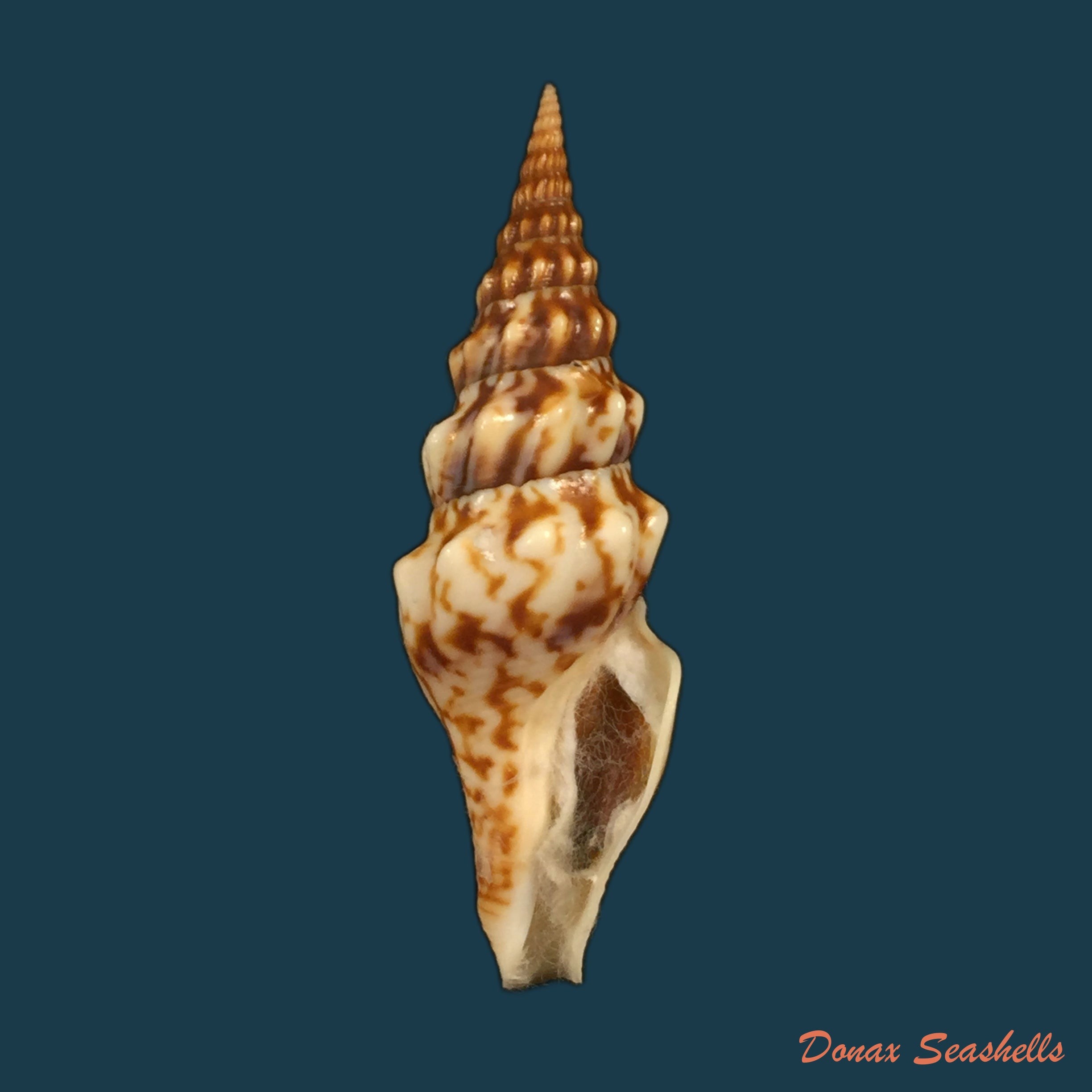 copia-de-tiaturris-spectabilis-berry-1958-67-7mm