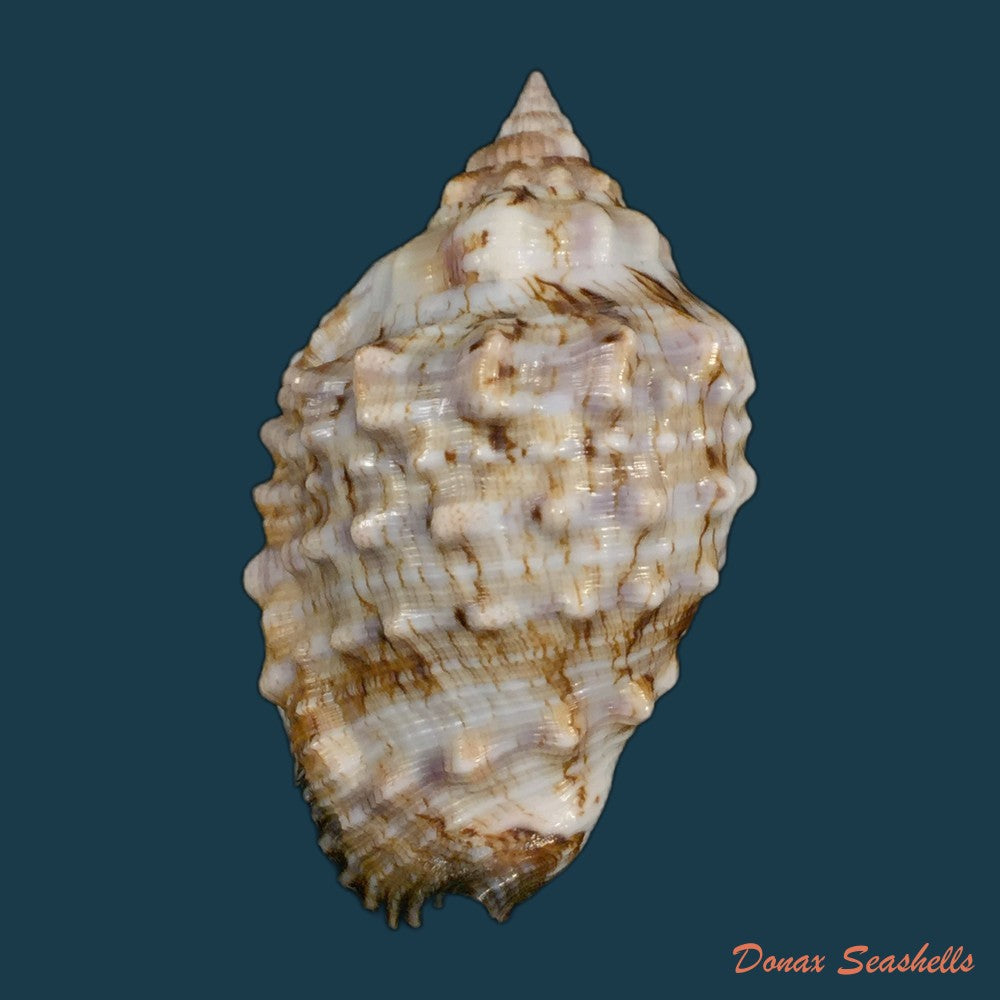 copia-de-titanostrombus-goliath-schroter-1805-347-1mm