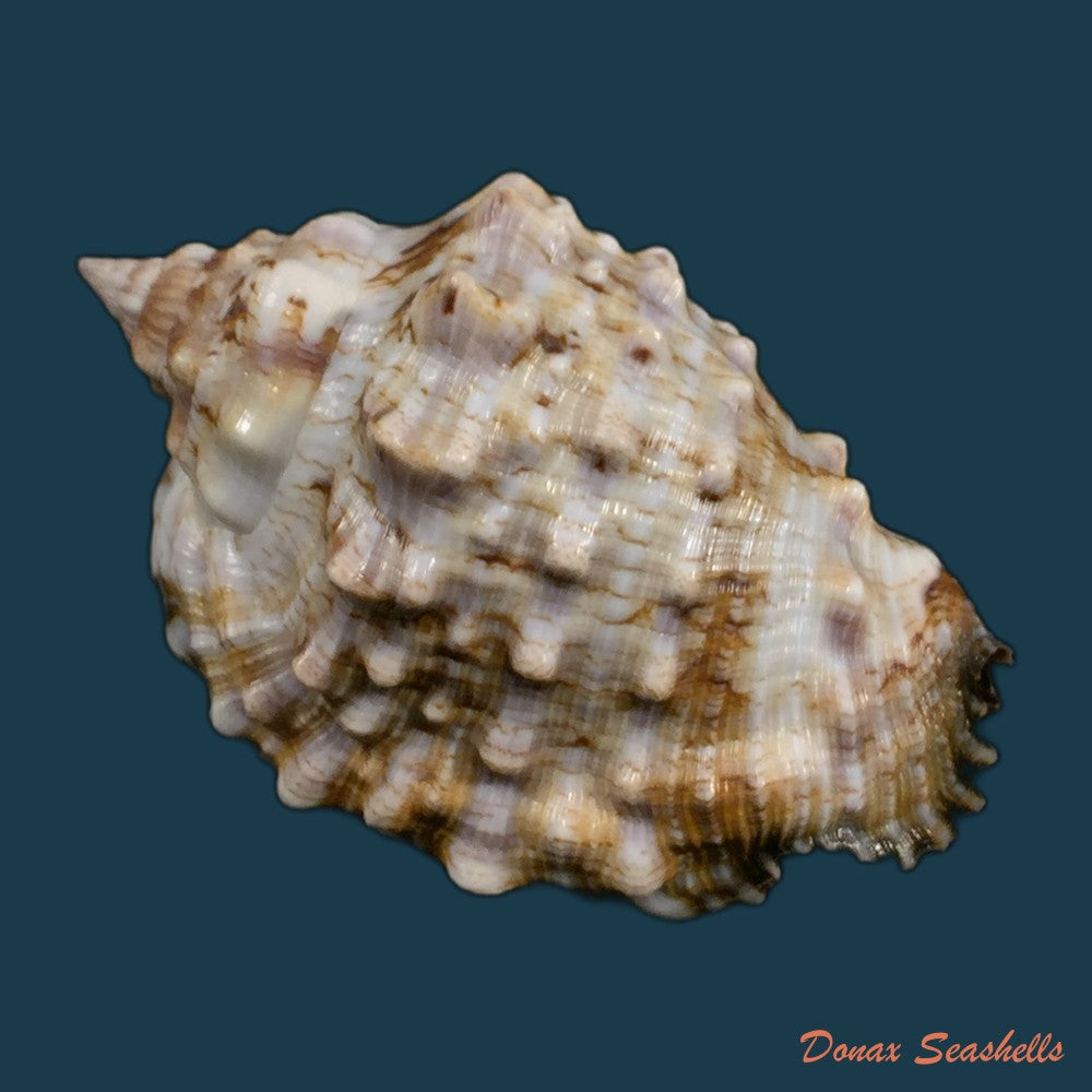 copia-de-titanostrombus-goliath-schroter-1805-347-1mm