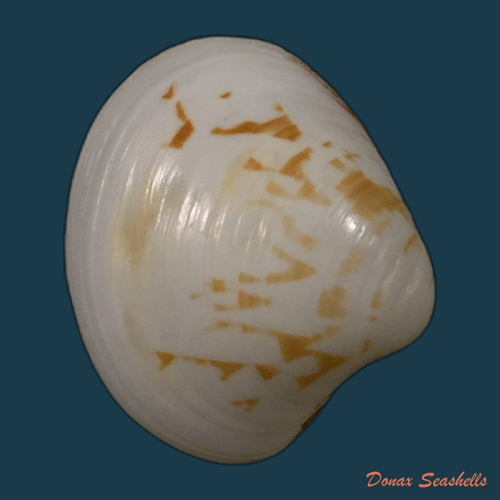 copia-de-tivela-dentaria-lamarck-1818-28-1mm-1