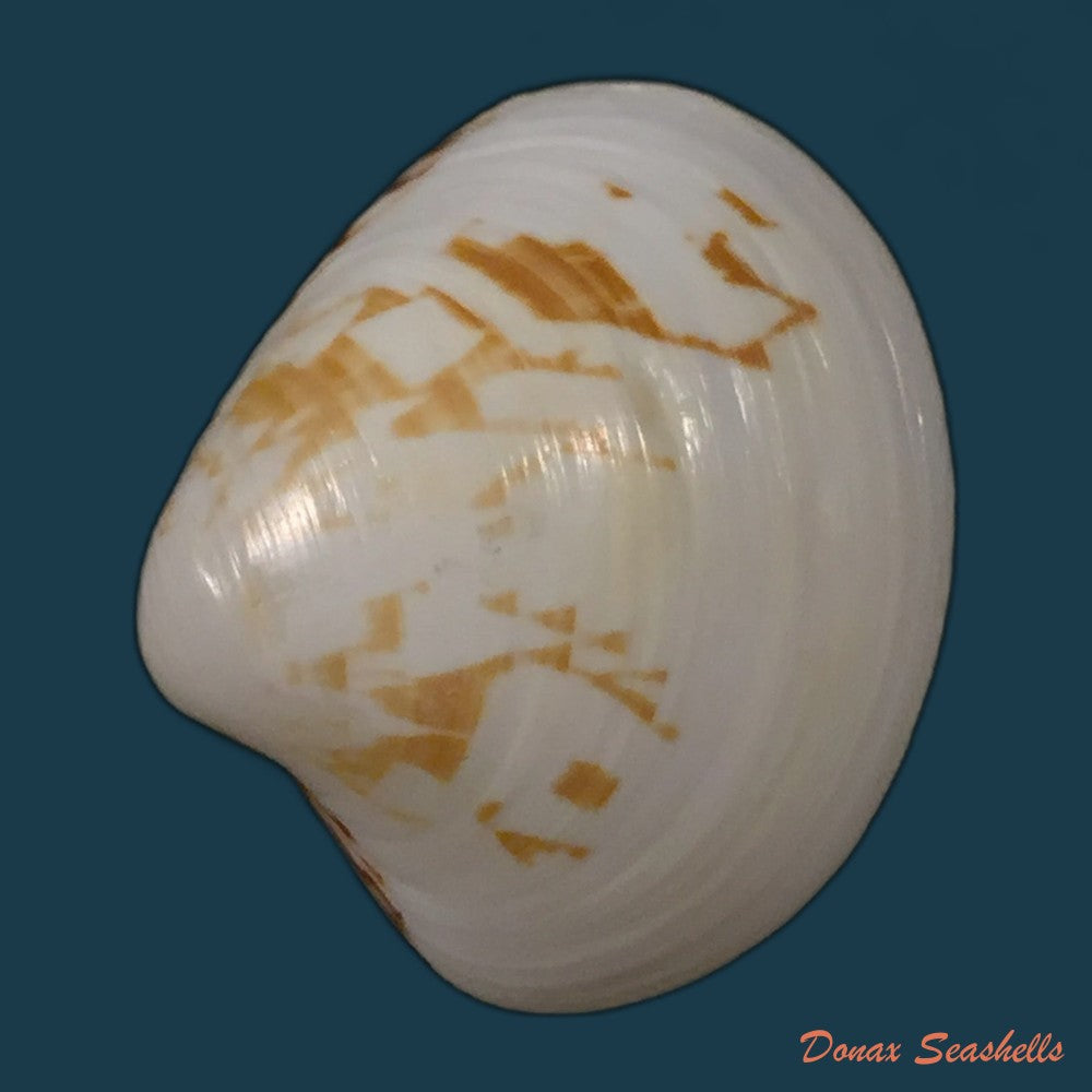 copia-de-tivela-dentaria-lamarck-1818-28-1mm-1