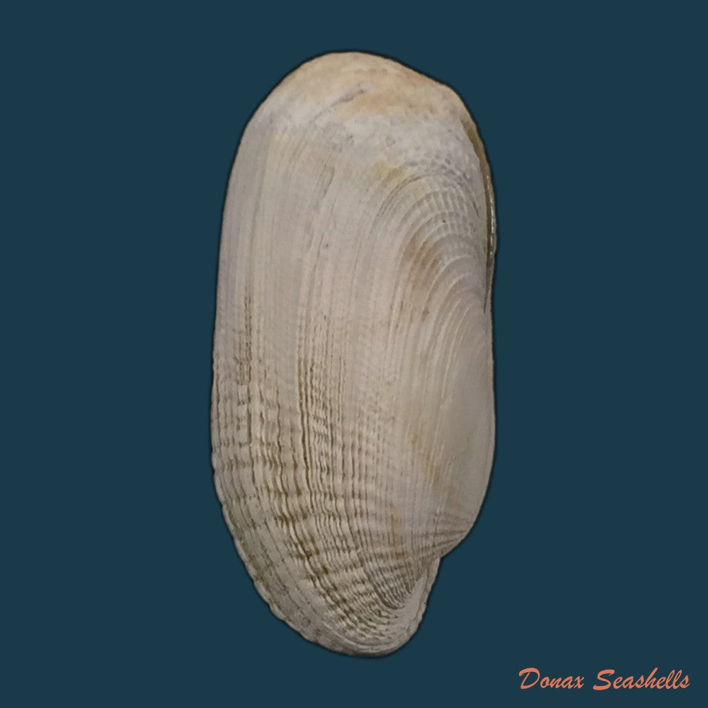 copia-de-tivela-dentaria-lamarck-1818-29-2mm