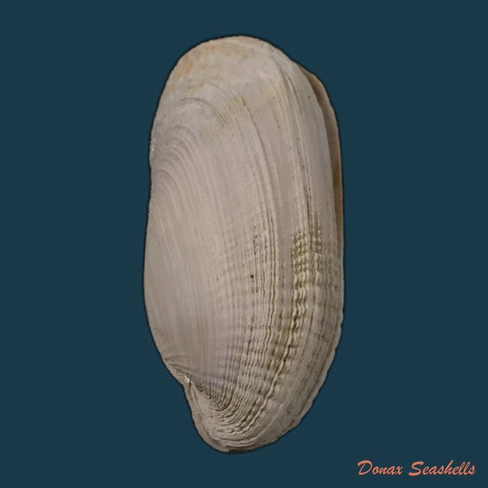 copia-de-tivela-dentaria-lamarck-1818-29-2mm