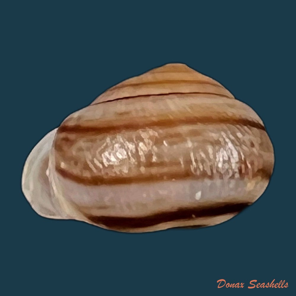 copia-de-tomigerus-clausus-spix-1827-14-8mm