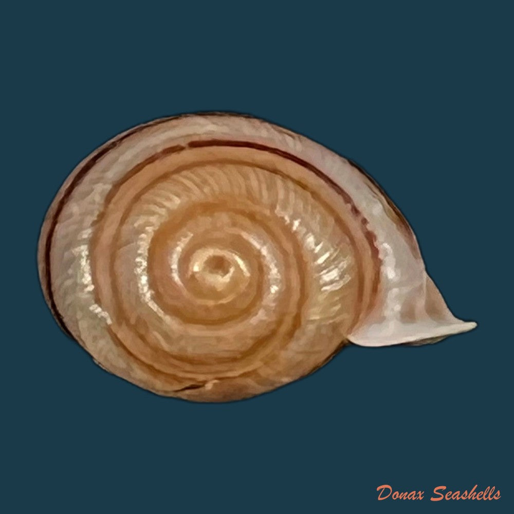 copia-de-tomigerus-clausus-spix-1827-14-8mm