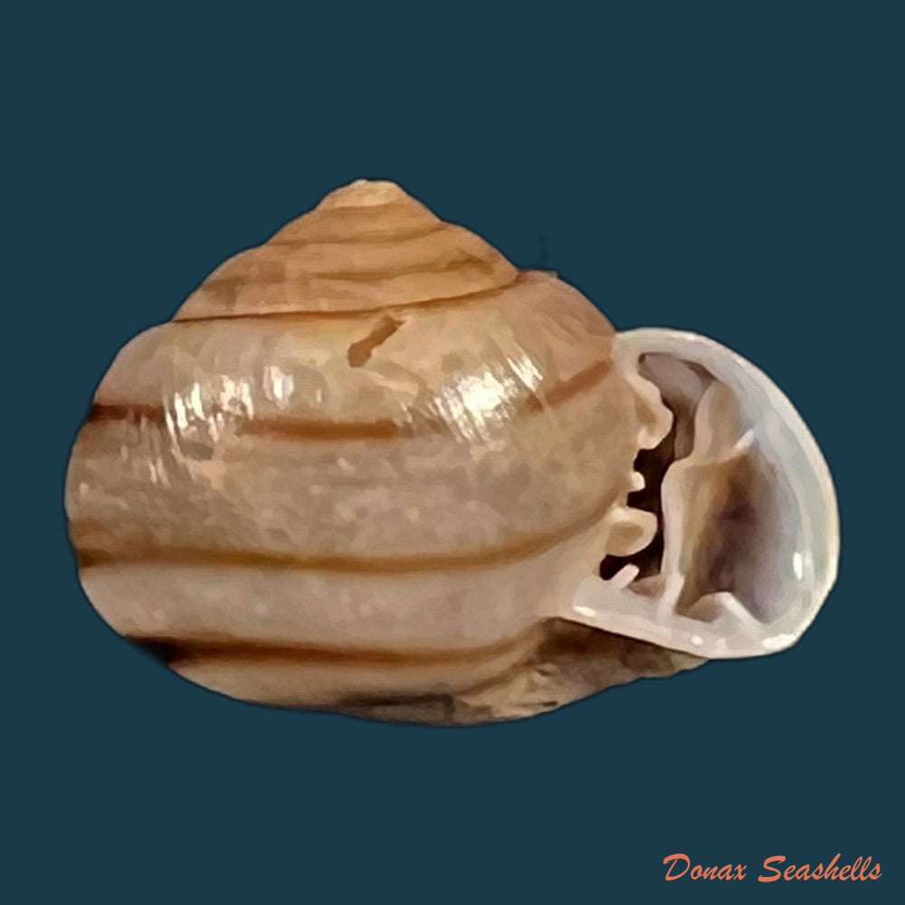 copia-de-tomigerus-clausus-spix-1827-14-8mm