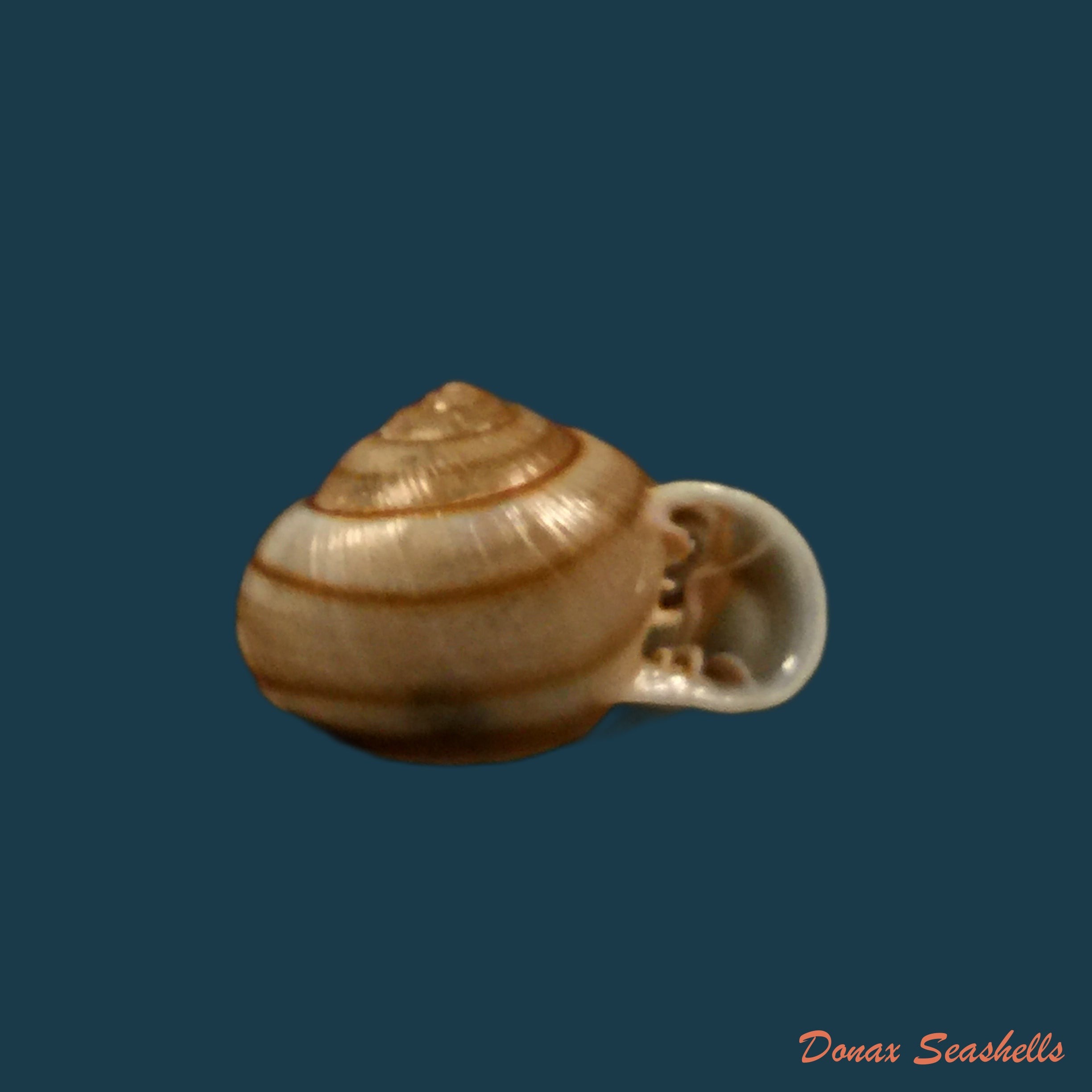 copia-de-tomigerus-clausus-spix-1827-15-4mm