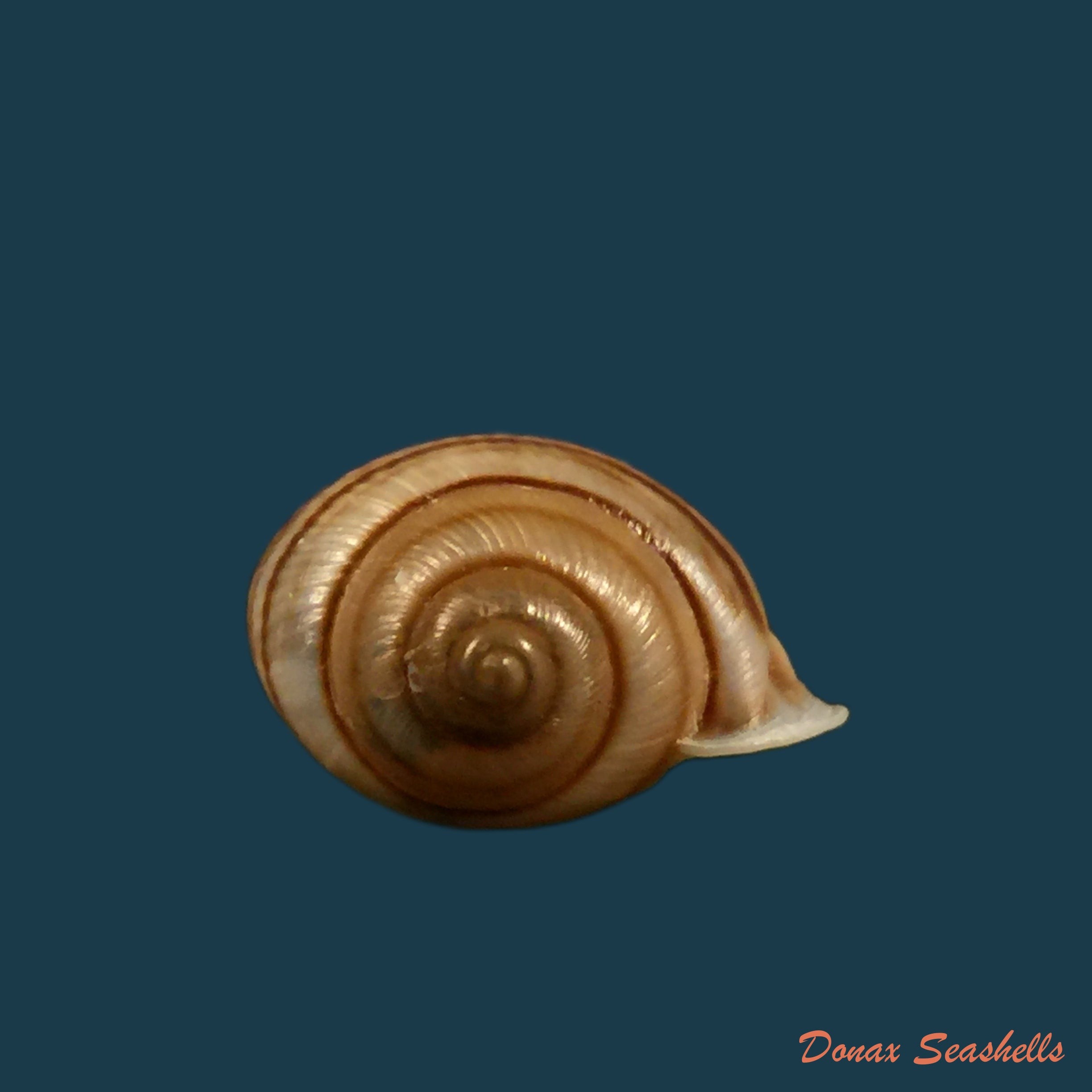 copia-de-tomigerus-clausus-spix-1827-15-4mm