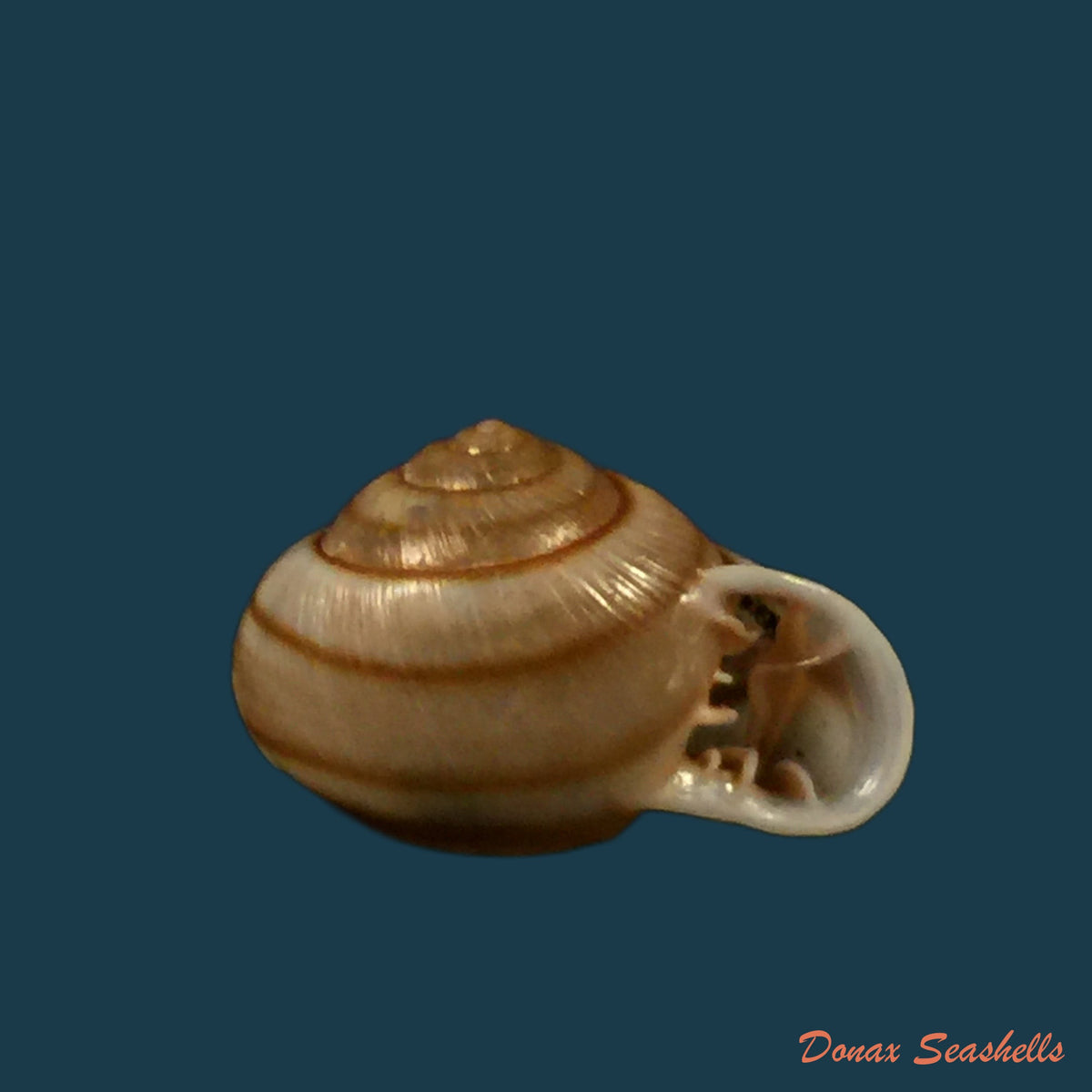 copia-de-tomigerus-clausus-spix-1827-15-4mm