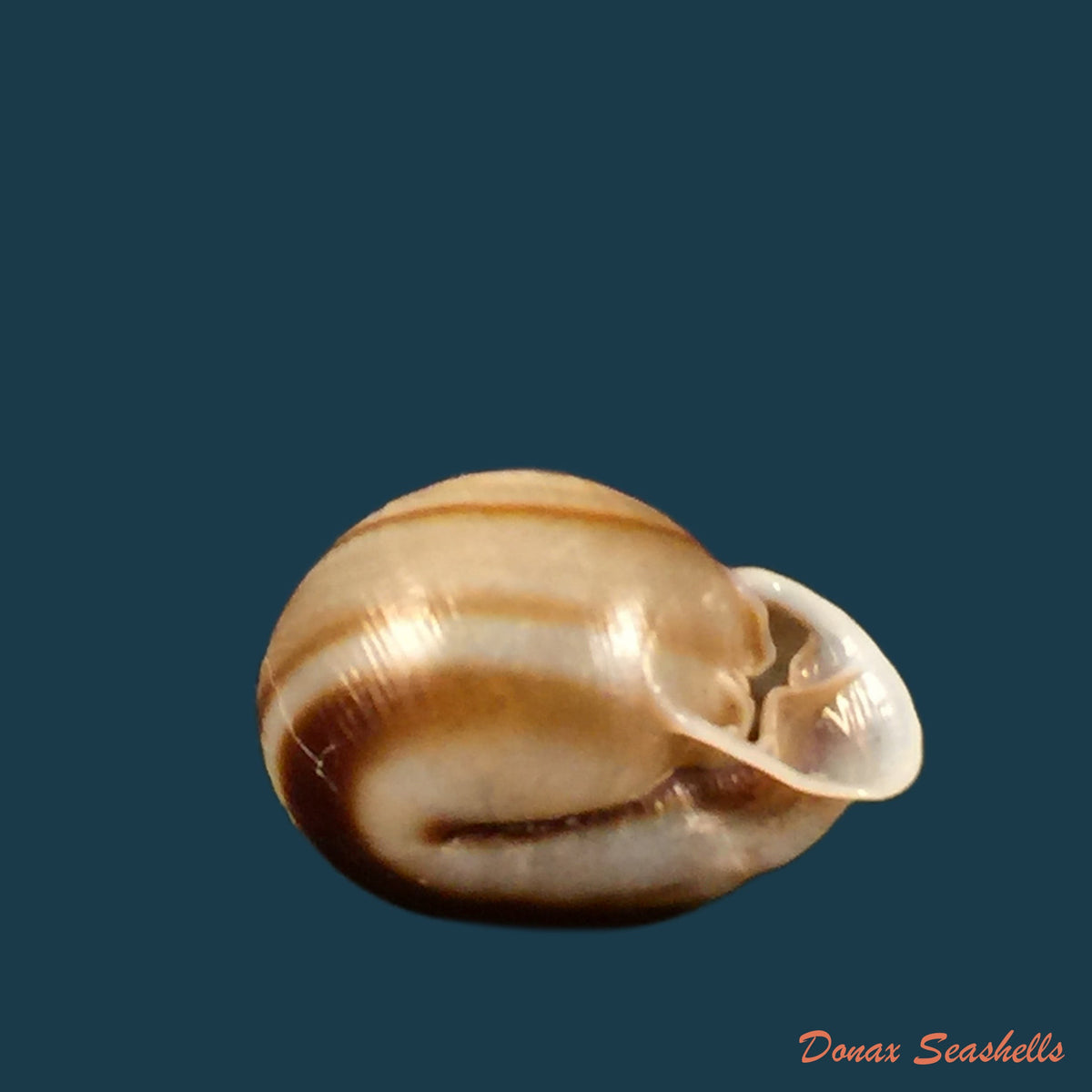 copia-de-tomigerus-clausus-spix-1827-15-4mm
