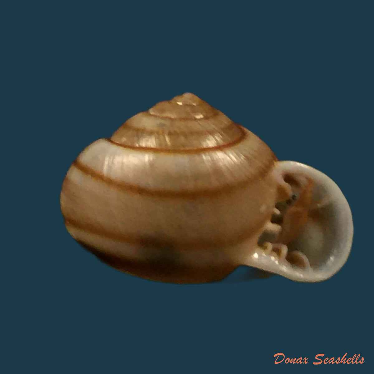 copia-de-tomigerus-clausus-spix-1827-15-4mm