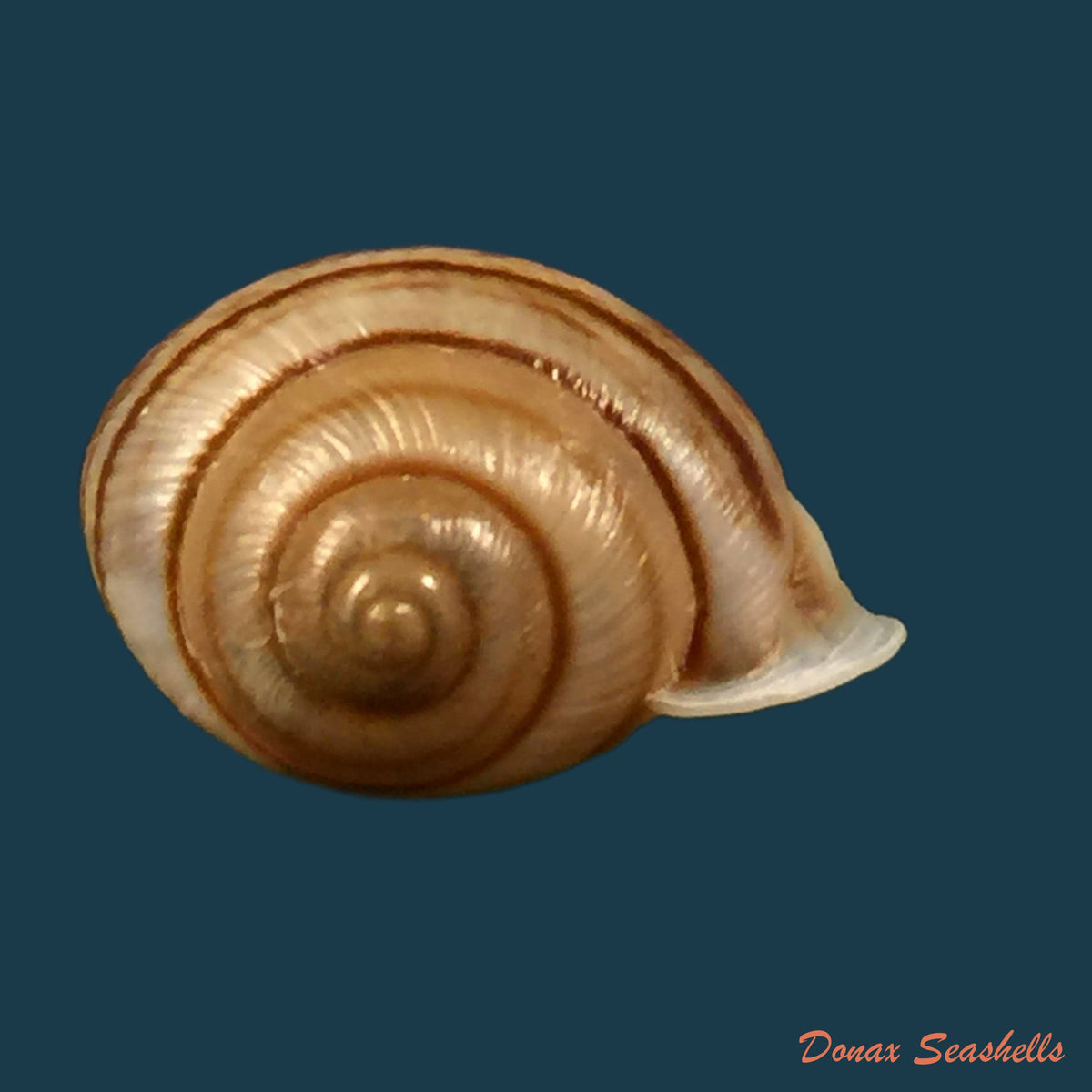 copia-de-tomigerus-clausus-spix-1827-15-4mm